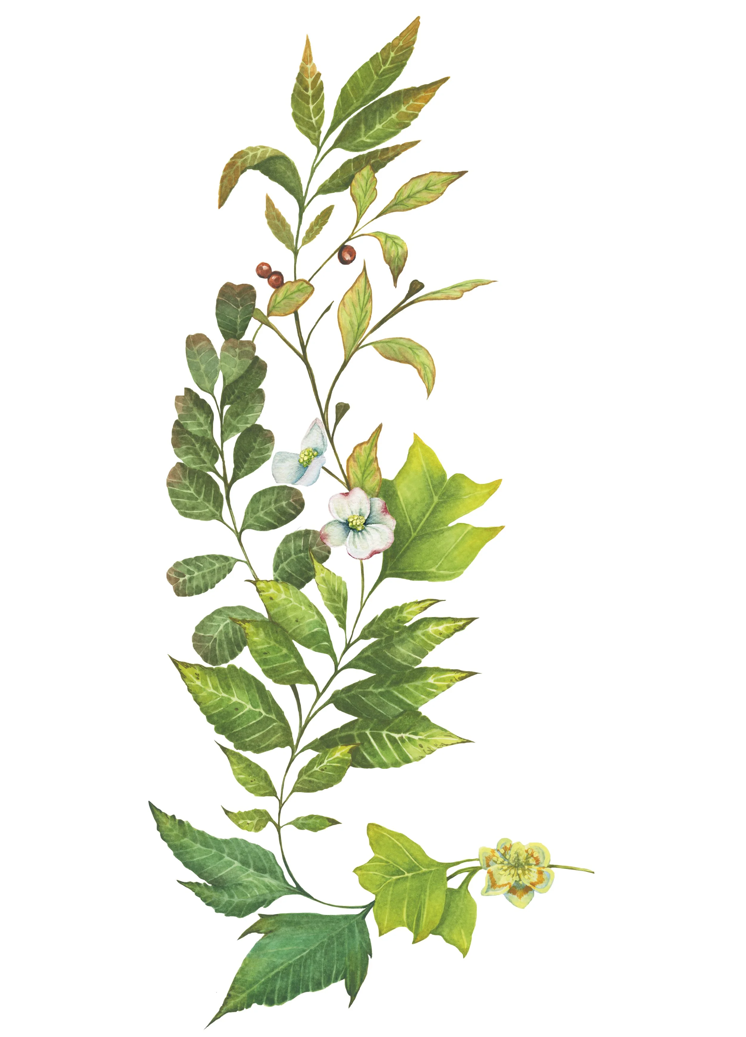 Website Vertical 2 (left).jpg