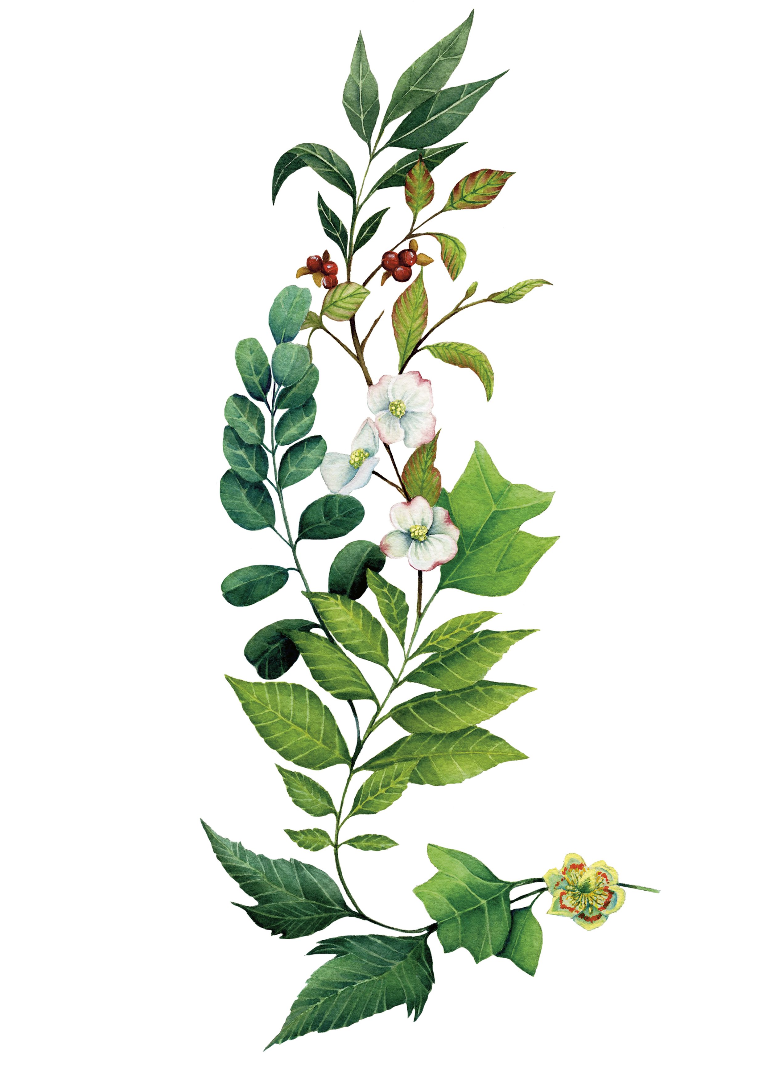 Website Vertical (left).jpg