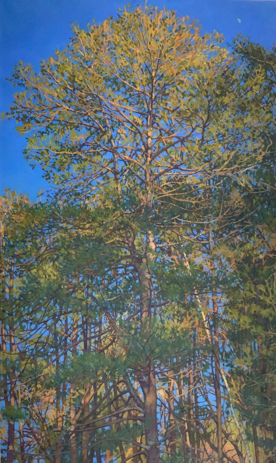 Half-moon Pine