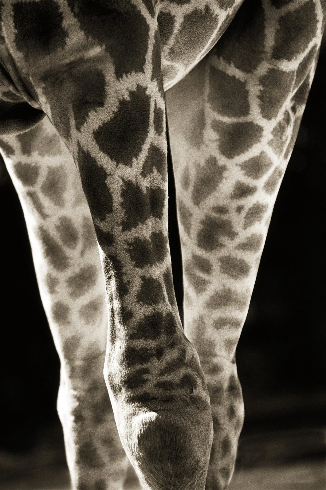 Smoky Giraffe, Giraffa, camelopardalis angolensis