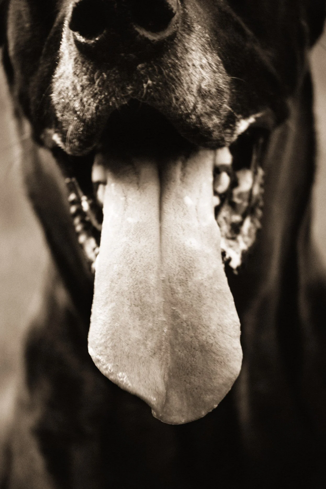 Domestic Great Dane, Canis lupus familiaris