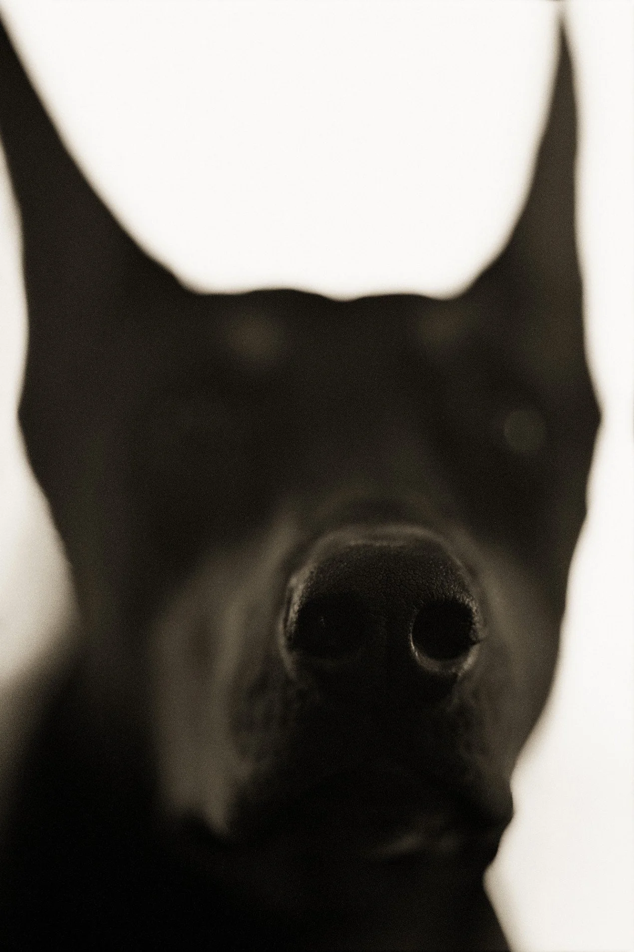 Domestic Great Dane, Canis lupus familiaris