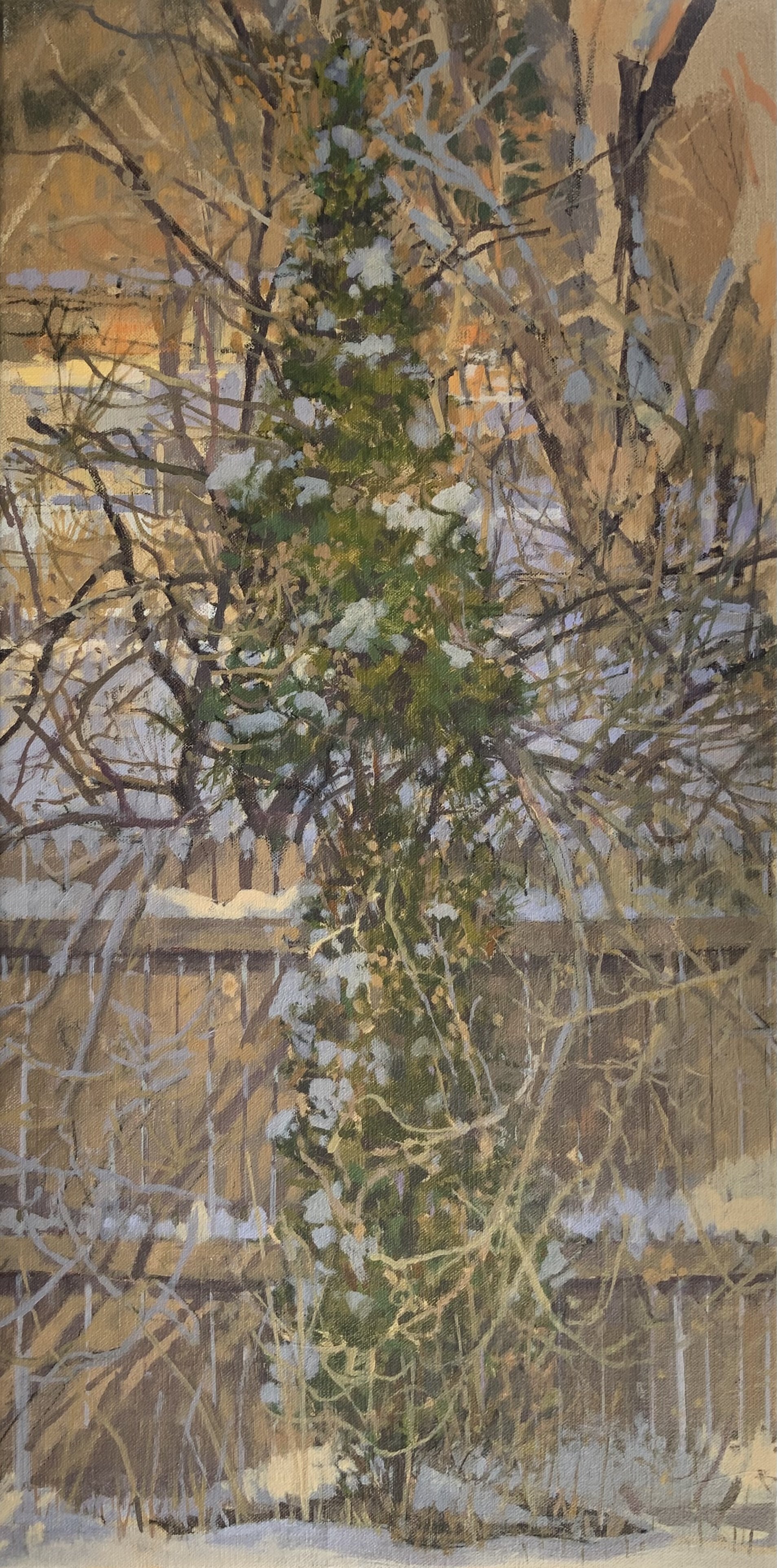 Arborvitae in the Snow (Copy)