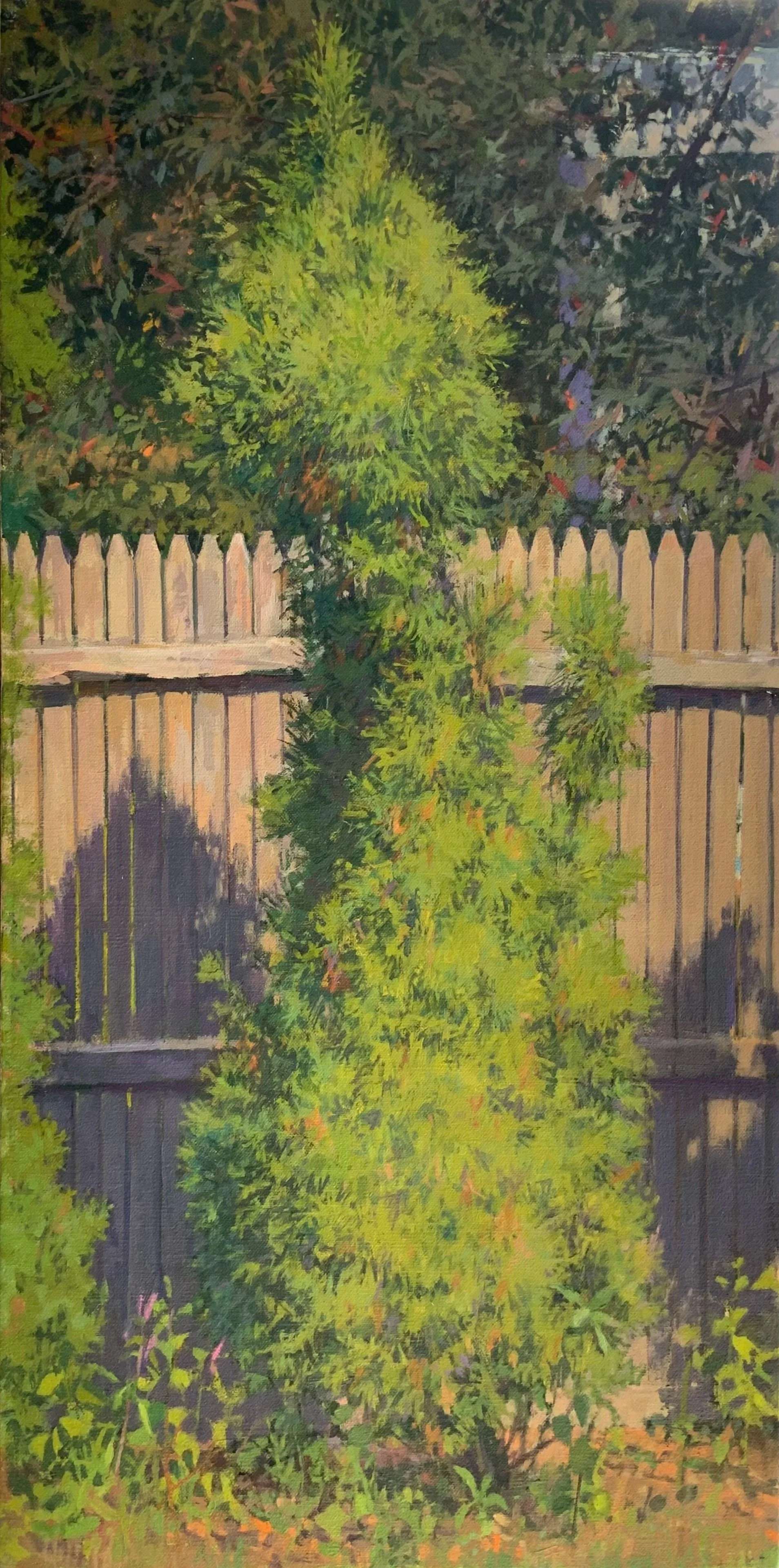 Arborvitae in Sun (Copy)