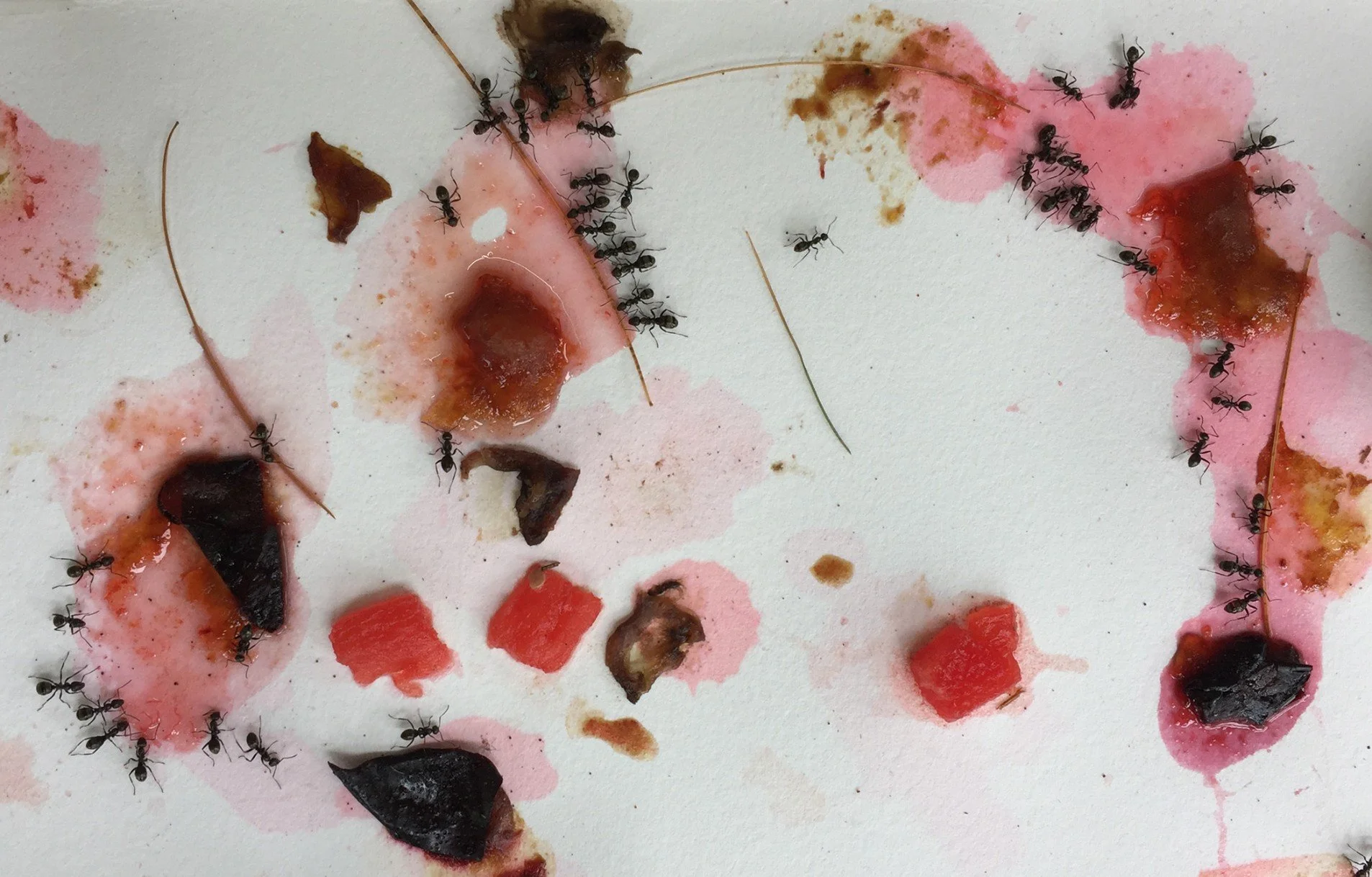 Barley There/Ant Collaboration (process documentation)