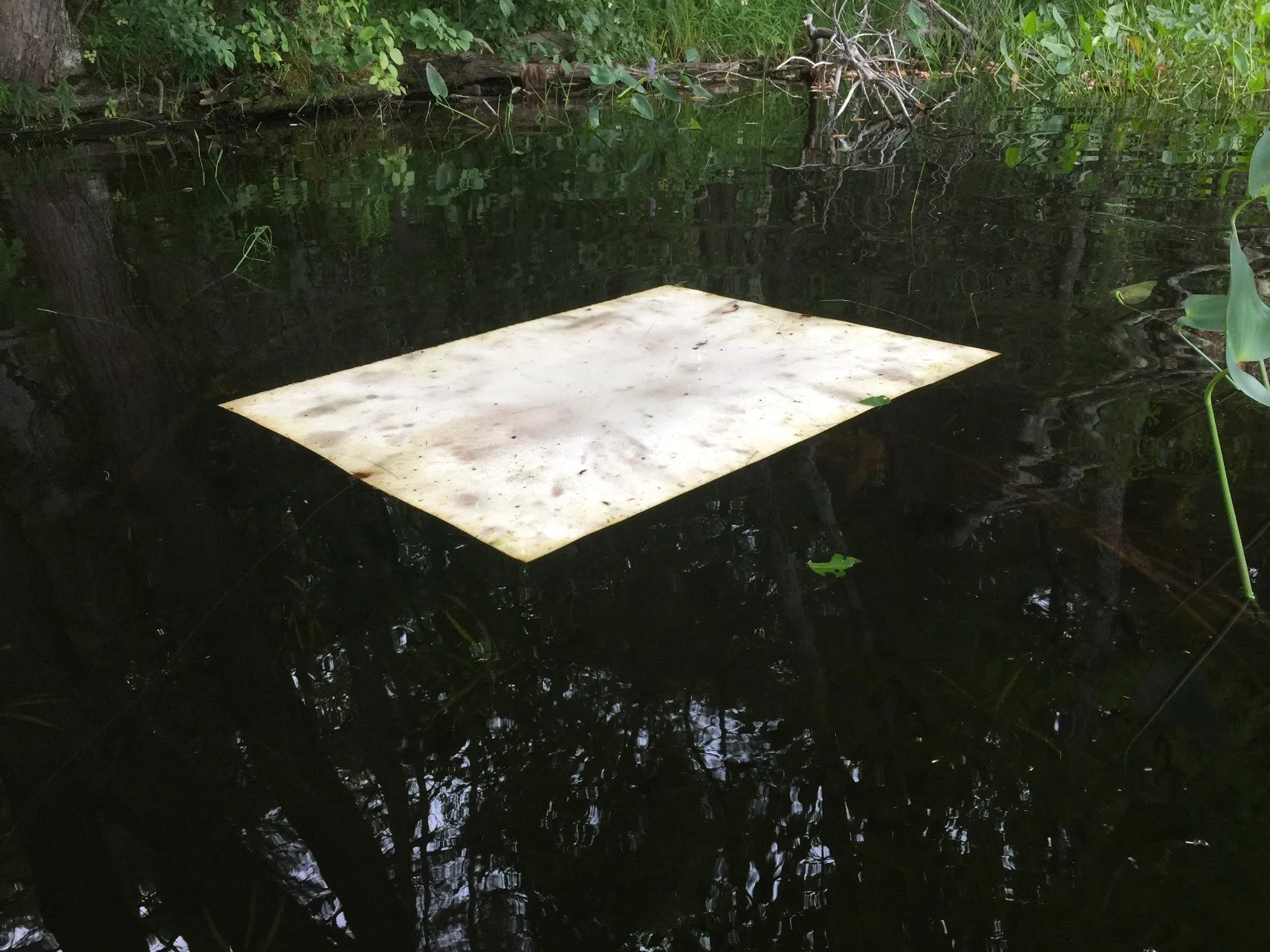 Pond Drawing (water bugs) (process documentation)