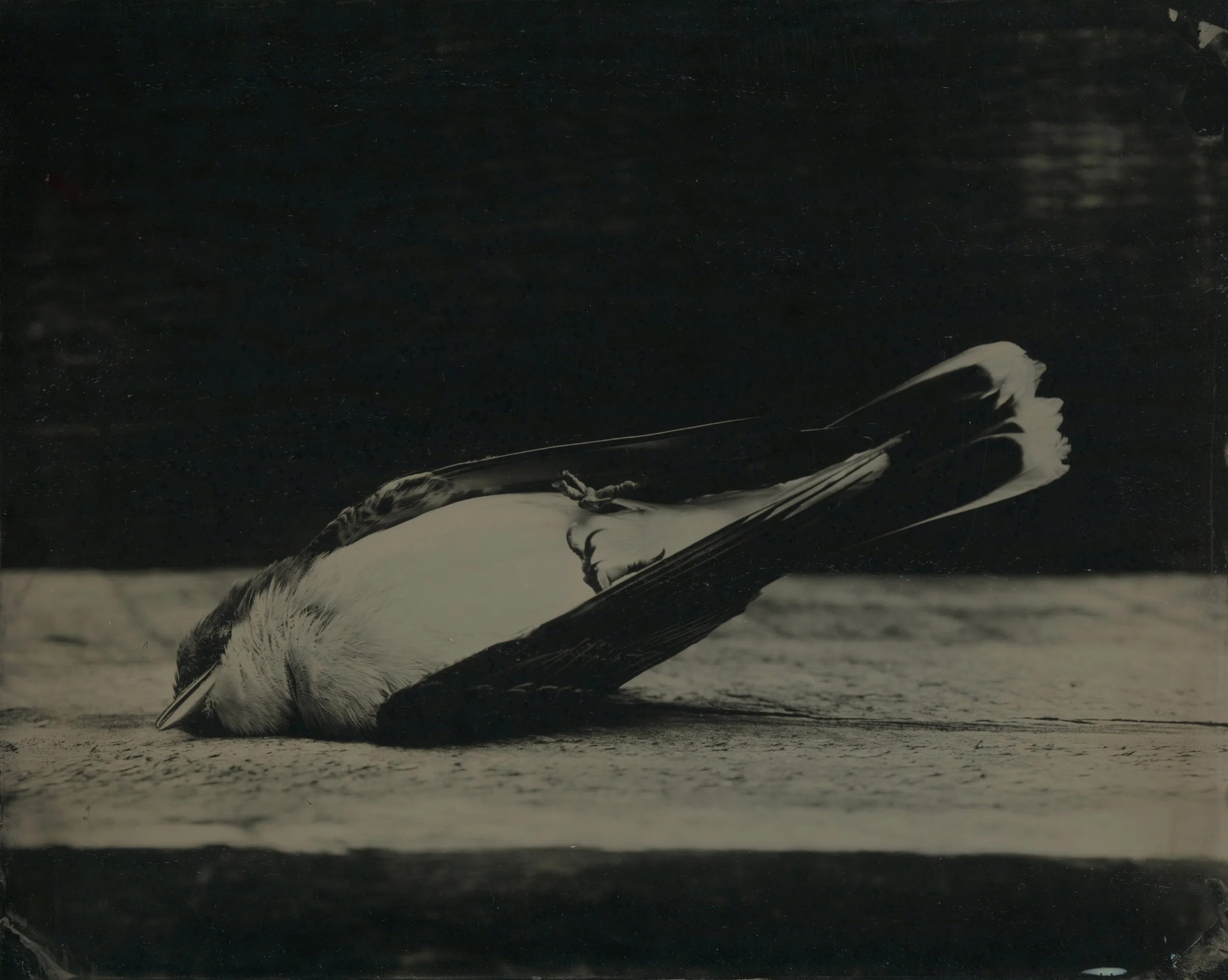 Eastern Kingbird (Death)