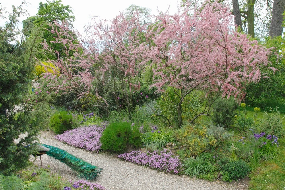 Peacock Hiding, Parc-De-Bagatelle, Paris