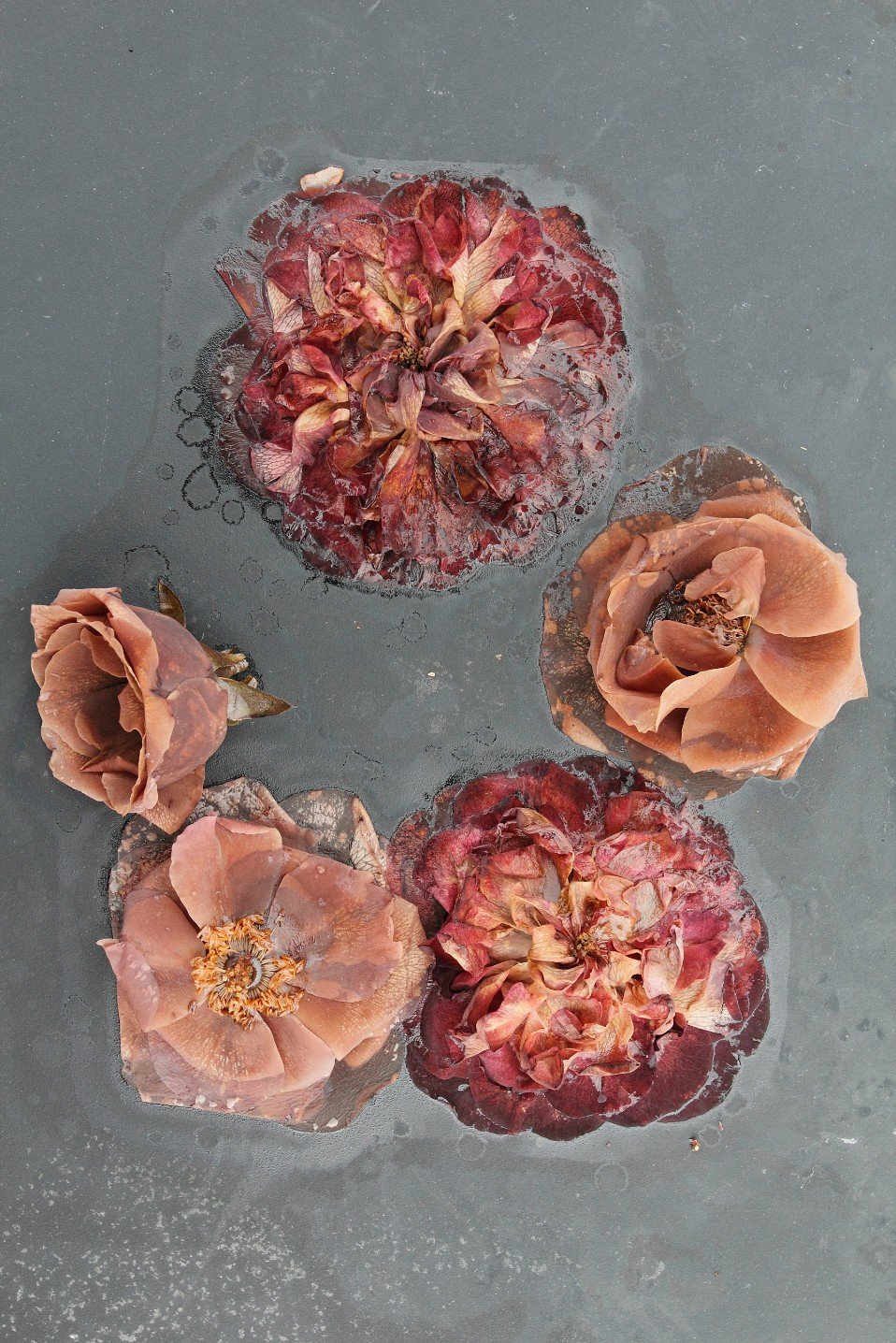 Circle of Roses (from the Ghost Garden Series)