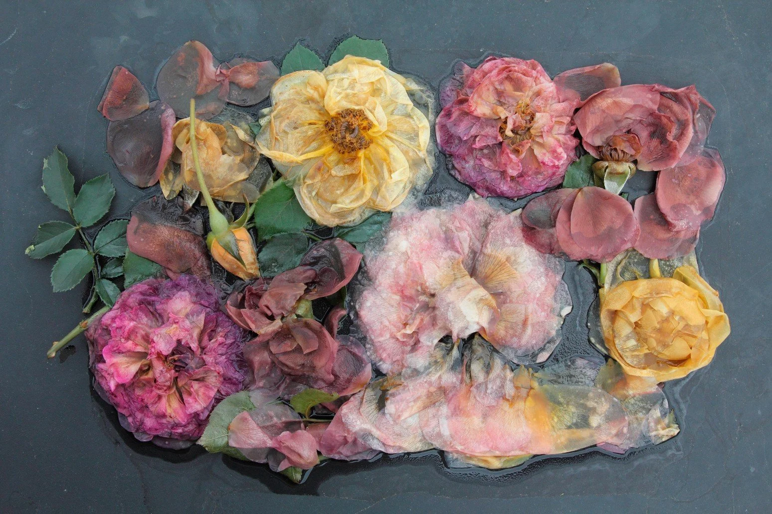 Rose Plate Variety (from the Ghost Garden Series)
