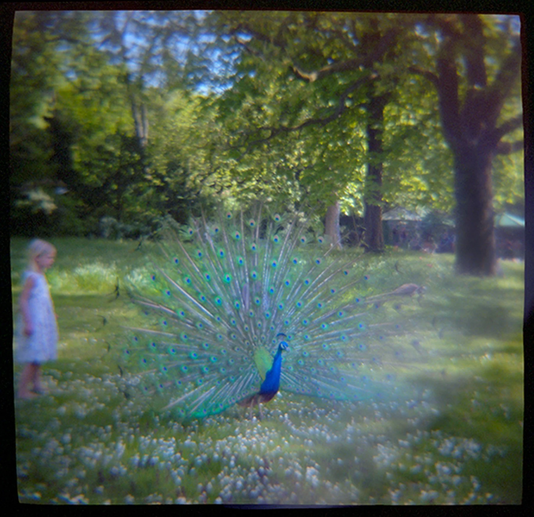 Girl and Peacock, Parc de Bagatelle, Paris