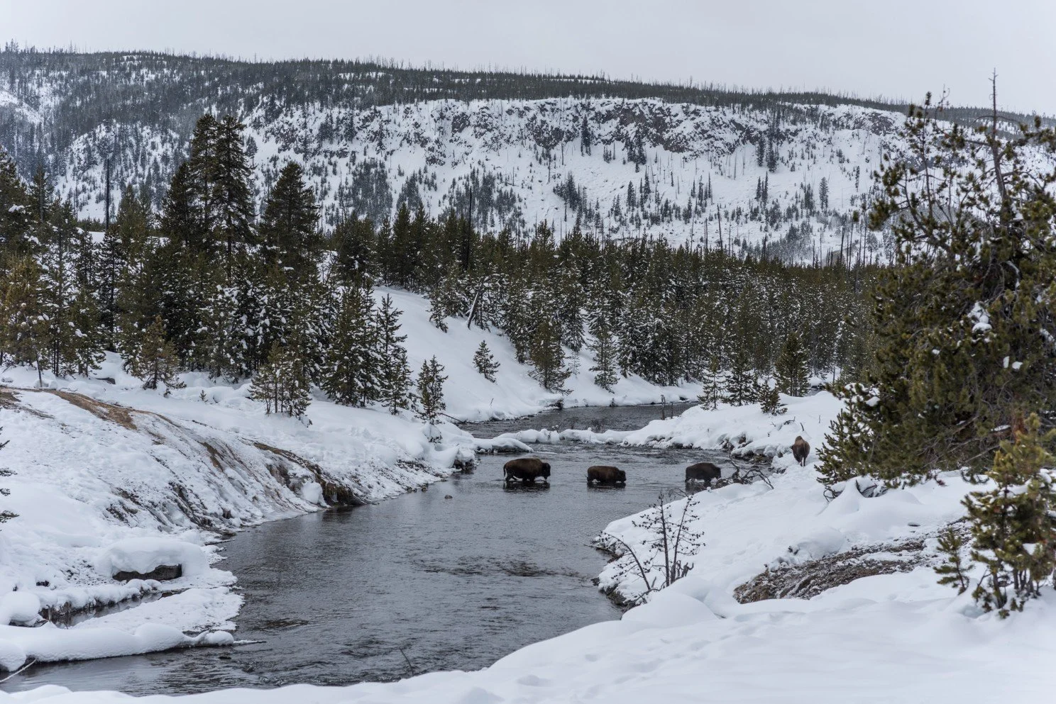 Bison Crossing Firehole River