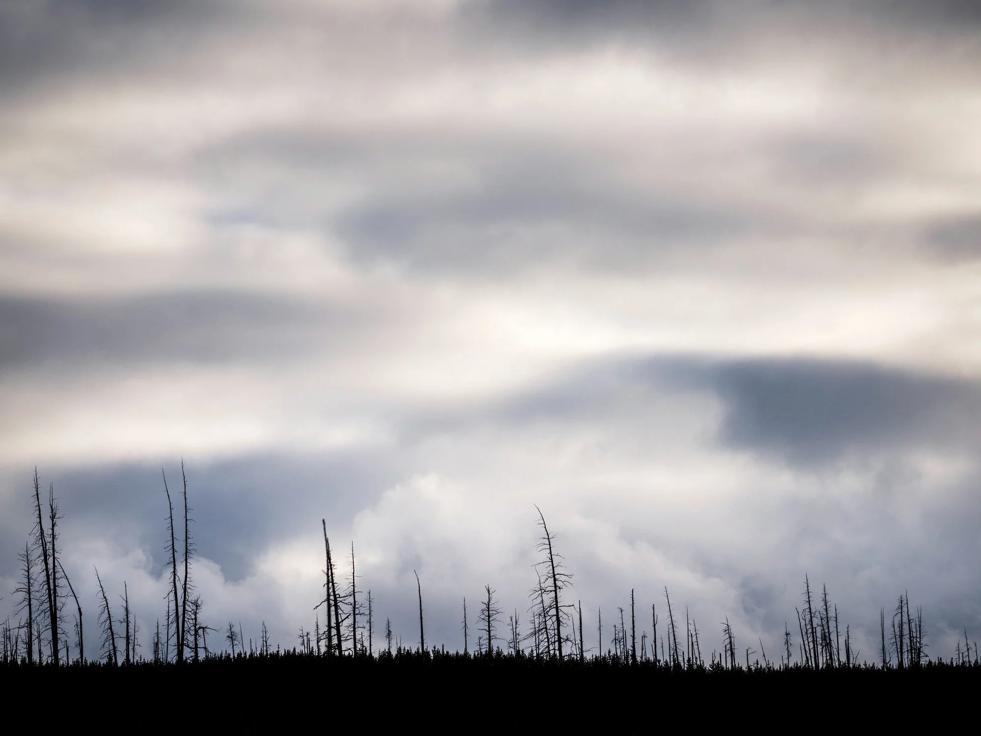 Burnt Trees from 1988