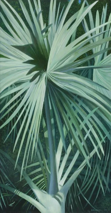 Bismarckia Nobilis, Antigua