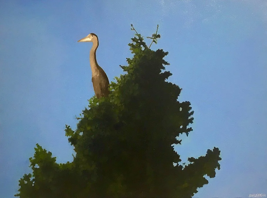 Great Blue Heron, McGee Island