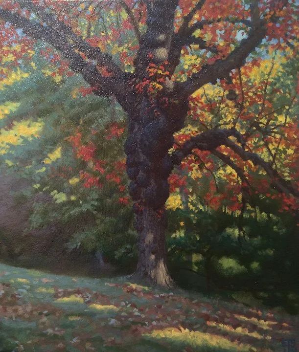 Gnarled Tree, Sunny