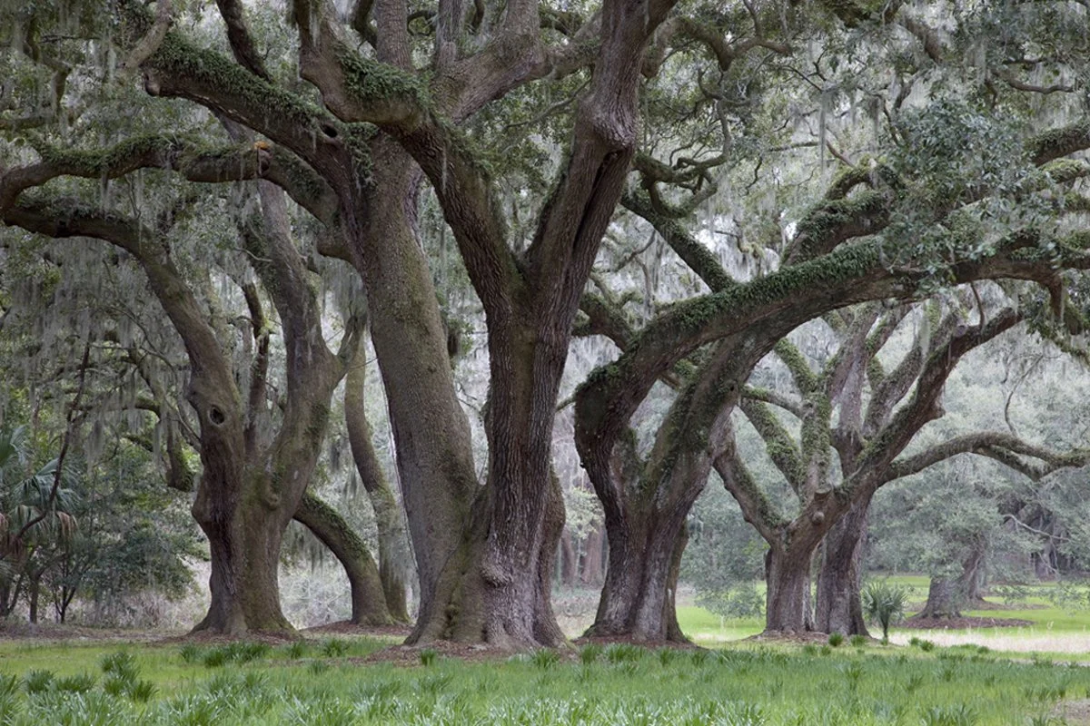 Spring Island, South Carolina