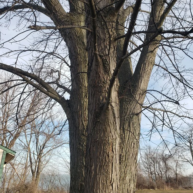 _0031_Lorain Tree.jpg