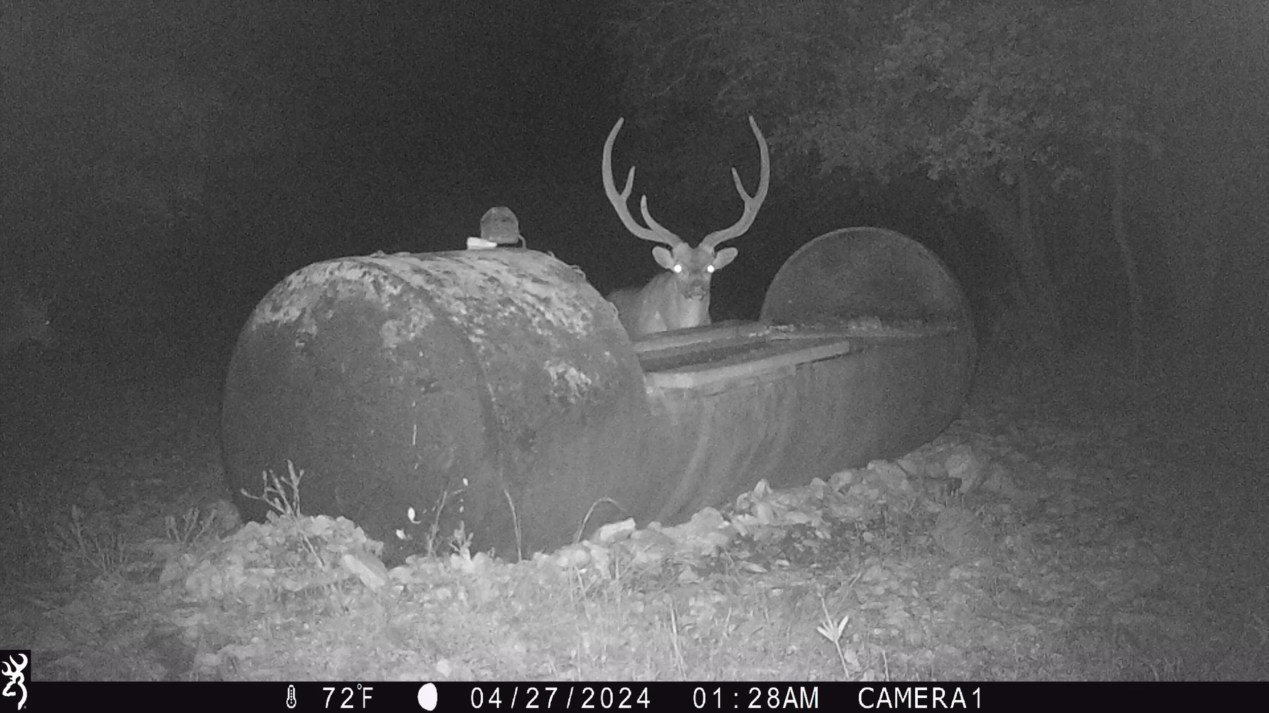 Hunts — Comanche Moon Ranch