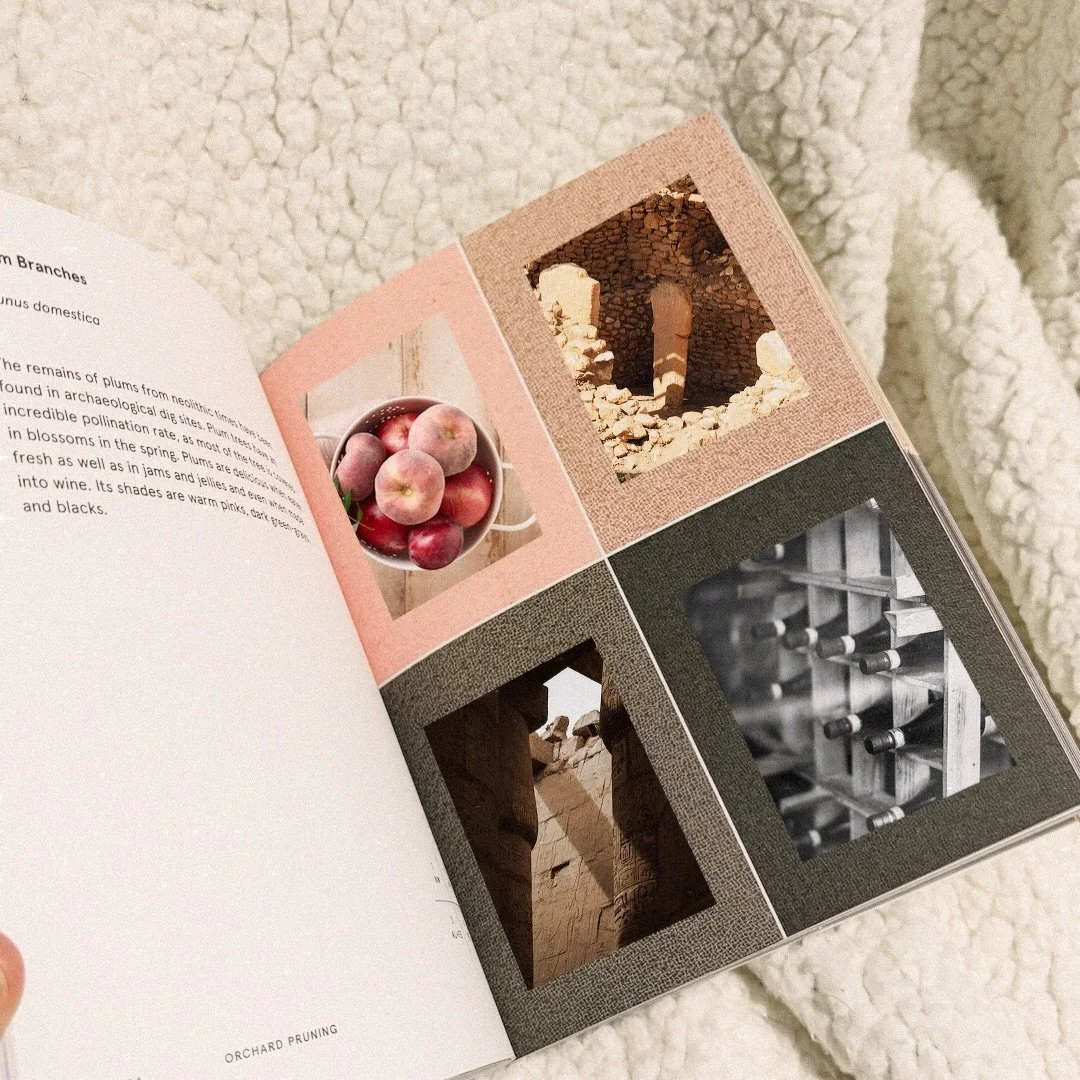 Bringing to life this page from a recent book I read! 
When plums from antique dig finds are found and you see scenes of ruins, an archeological dig site, dried plums and jars of wine and jams. You get this gorgeous color palette ✨