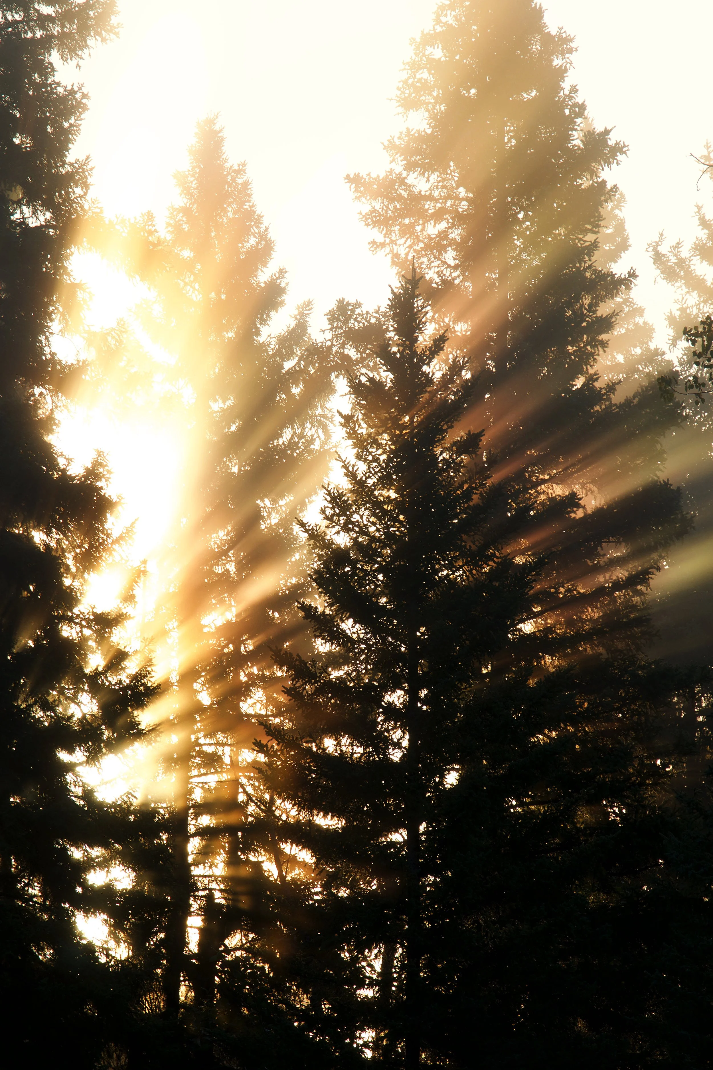 Sun rays shining through tall pine trees during sunrise or sunset.