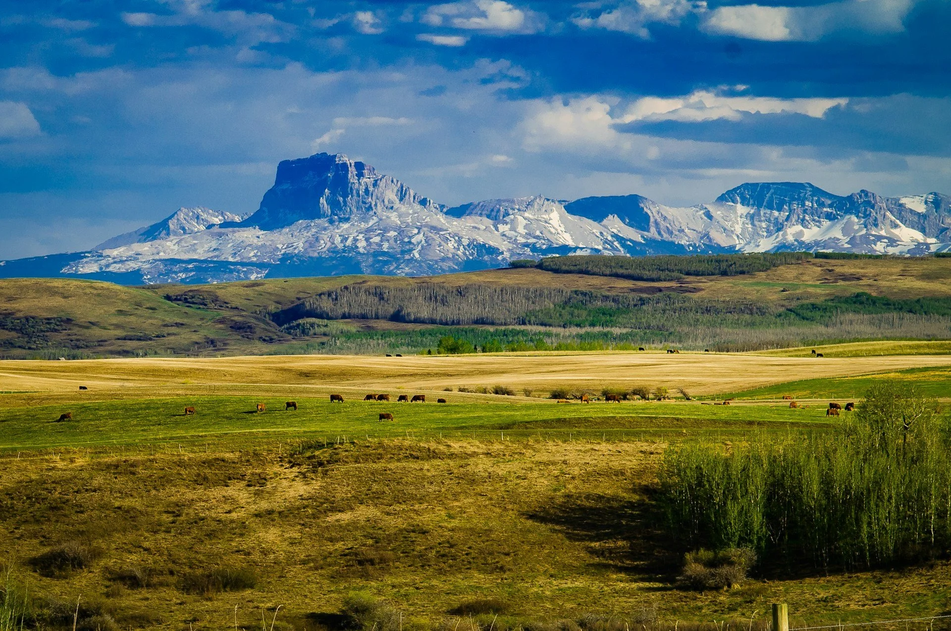 A scenic landscape of green pastures with grazing cows in front of mountainous terrain, snow-capped peaks, and a partly cloudy sky.