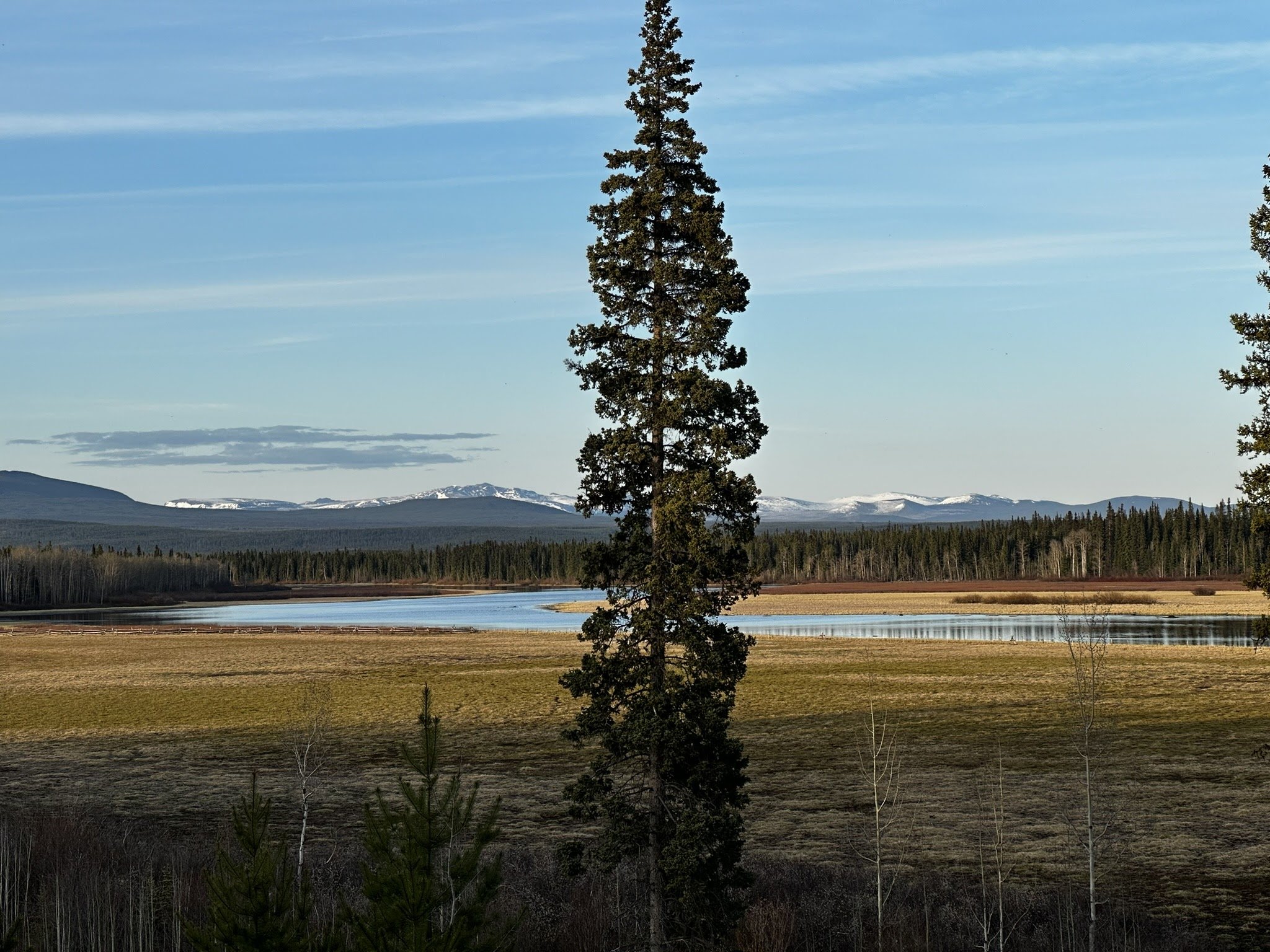 View of a tall pine tree near a lake or river with snow-capped mountains in the distance and a clear blue sky with few clouds.