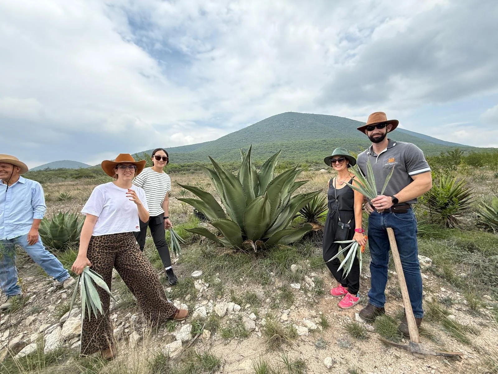 A story of the Agaves