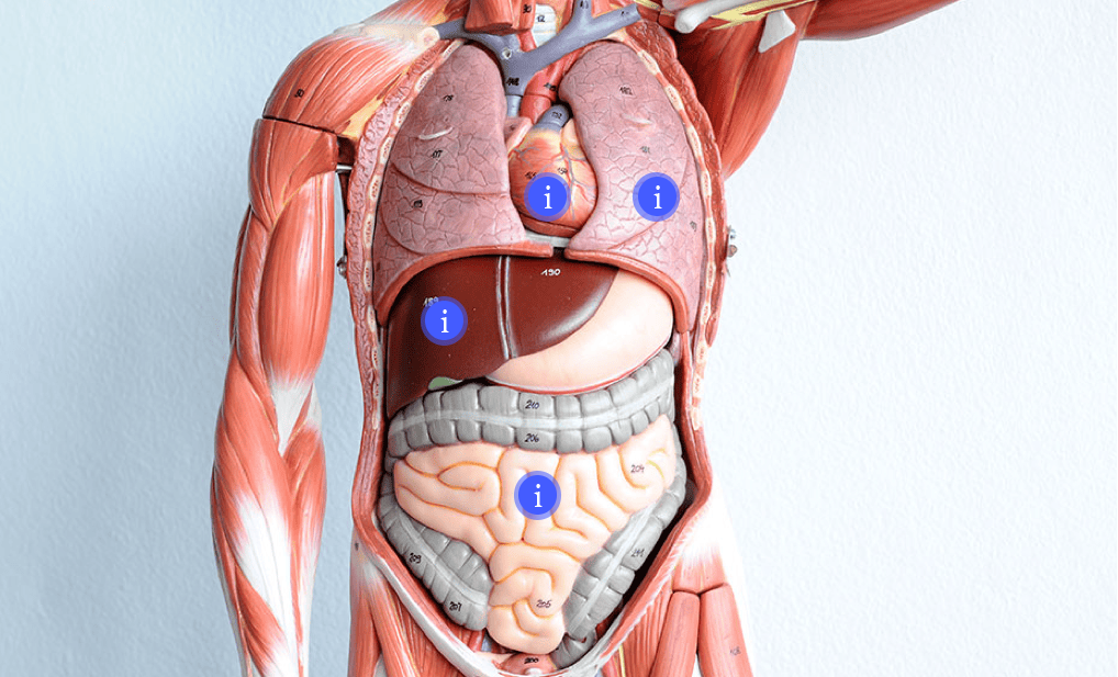 Explore the intricate details of human anatomy with this engaging hotspot activity. Click on various hotspots to reveal detailed information about different anatomical structures. This interactive module provides a thorough and interactive learning e