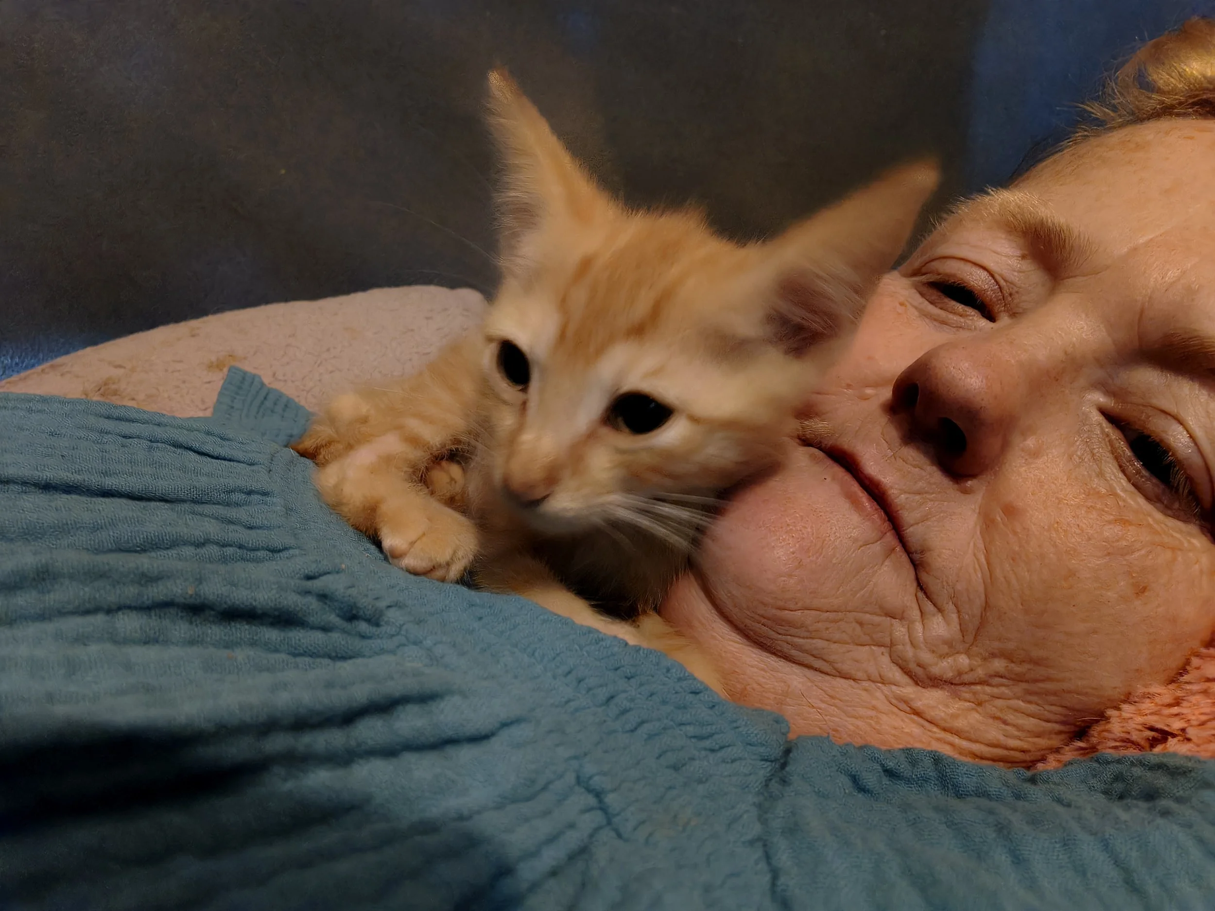 Meet Sunny a kitten that was found in a dogs mouth. Thanks to our donors he is fed and has a place to stay until a local rescue can find his furever family.