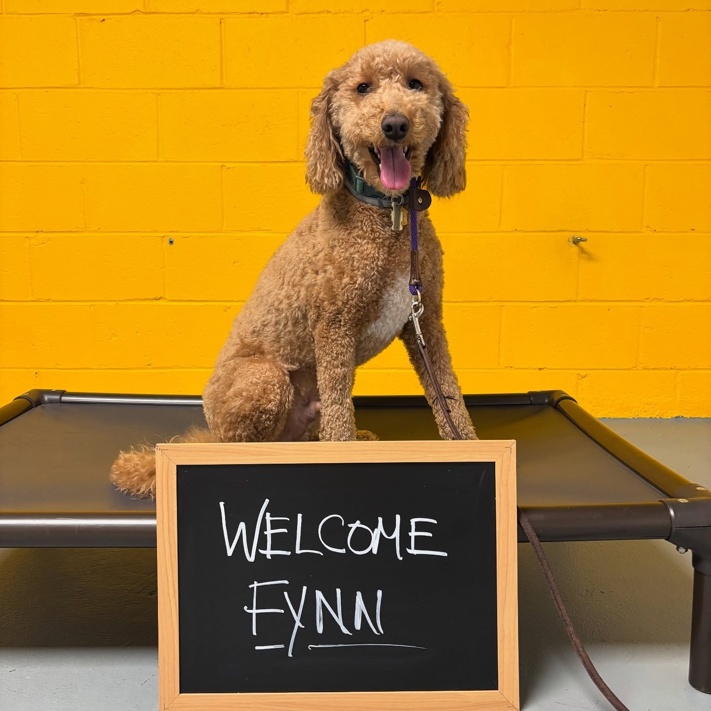 Welcome Fynn!! This little bundle of nerves started yesterday for a week of training. We&rsquo;ll be doing some basic obedience in addition to some much needed socialization and exposure training. This little guy needs some confidence building!
~~~~~