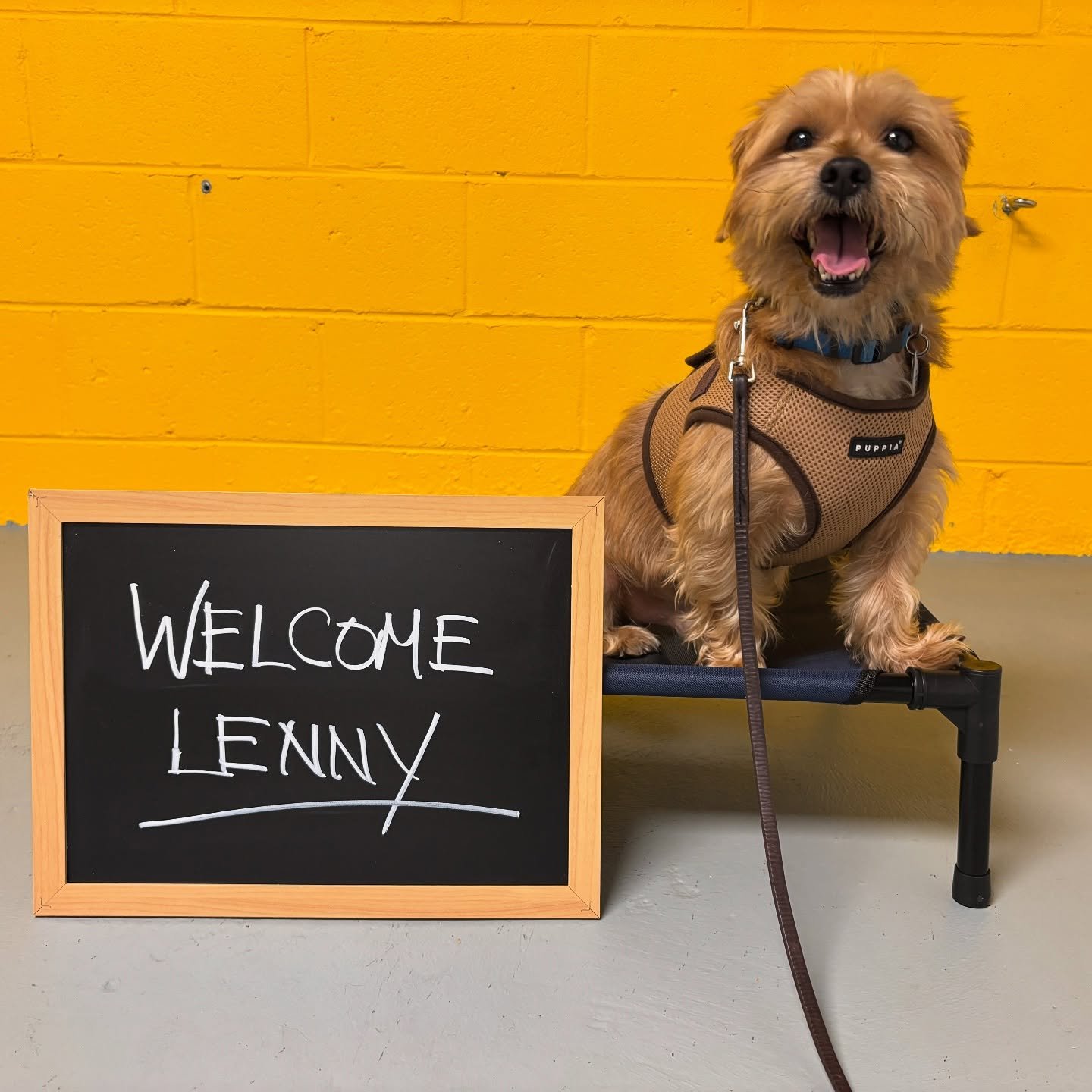 Meet Lenny! This little guy is here to work on the basics, with a focus on confidence building, exposure, and socialization. 
~~~~~~~~~~~~~~~~~~~~~~~~~~~~~~~~~~
#njcc #balancedtrainer #balanceddogtrainer #obediencetraining #dogtrainer #dogtraining #p