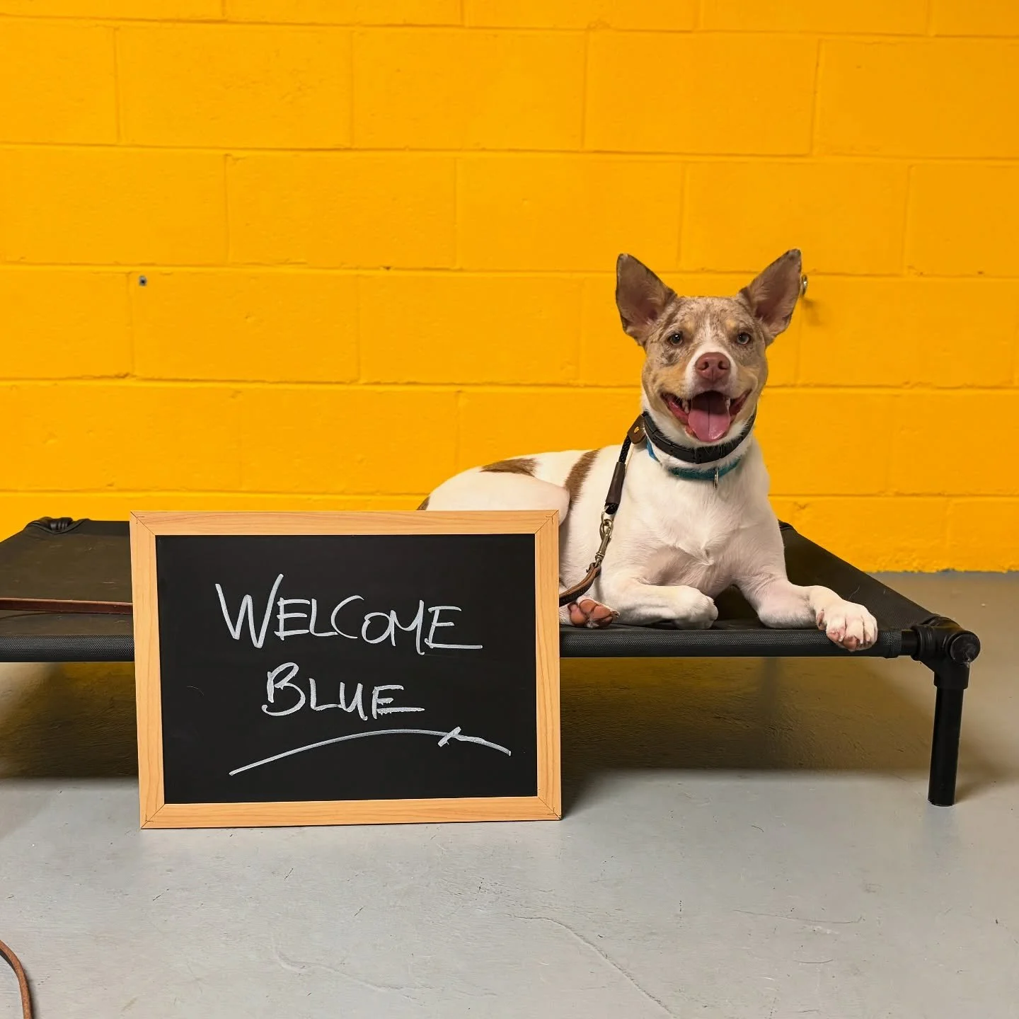Meet Blue! Blue started this past Monday for basic obedience, confidence building, and manners. Cute, right? And for the record, I have no idea what he is! Any guesses?
~~~~~~~~~~~~~~~~~~~~~~~~~~~~~~~~~
#njcc #dogtrainer #balanceddogtrainer #obedienc
