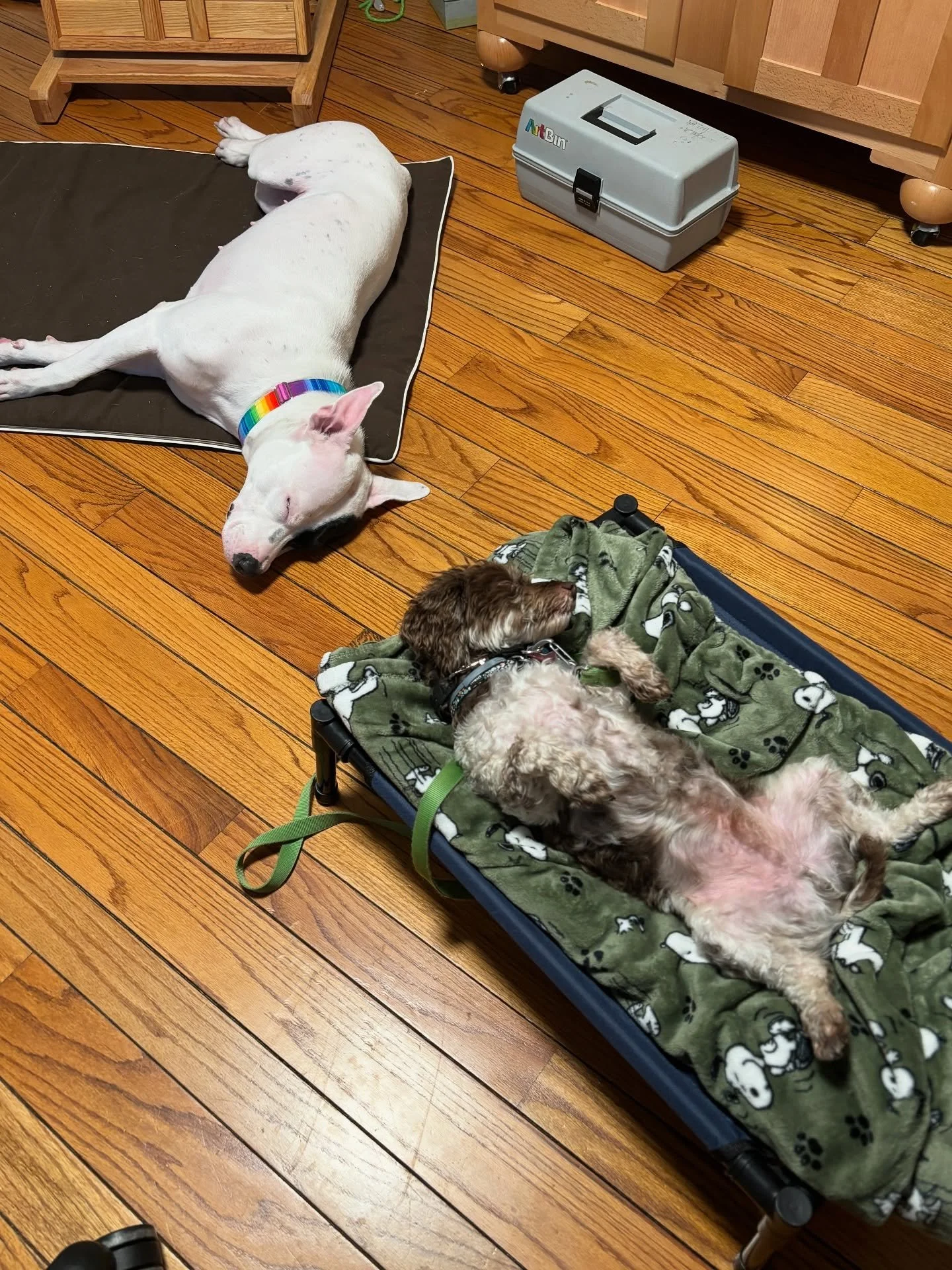 We trained hard today!
~~~~~~~~~~~~~~~~~~~~~~~~~~~~~~~~~
#njcc #dogtrainer #balanceddogtrainer #obediencetraining #behaviormodification #boardandtrain #havanese #luringguidancelove #placetraining #relationshipbuilding #confidencebuilding #structuredp