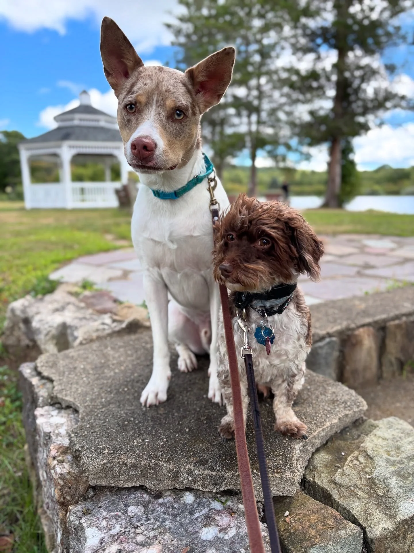 These two have become fast friends in the past two weeks. Their journey together will end Friday when Blue finishes up Day Training 😀
~~~~~~~~~~~~~~~~~~~~~~~~~~~~~~~~~
#njcc #dogtrainer #balanceddogtrainer #obediencetraining #behaviormodification #h