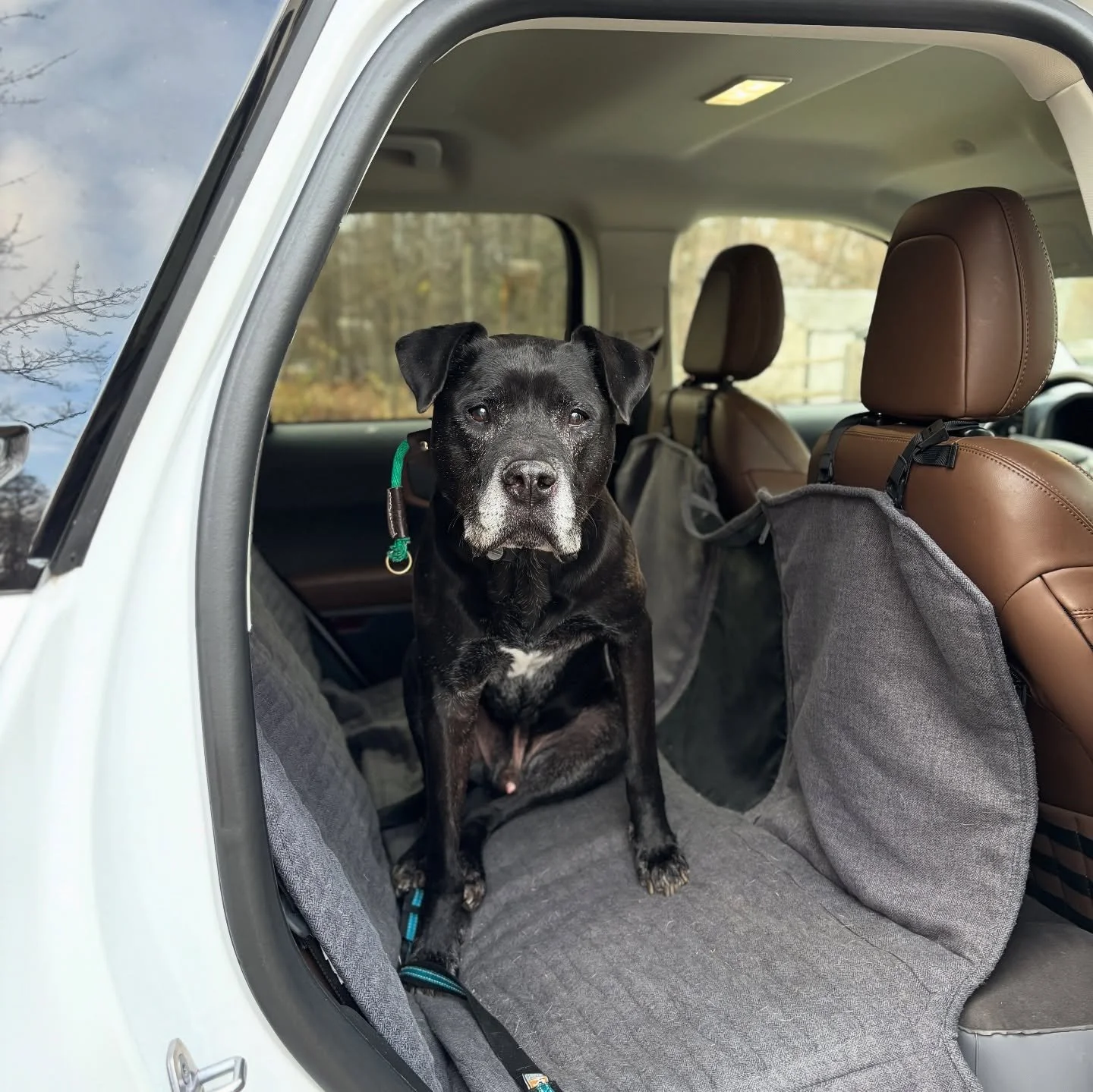 I love an old gray face ❤️ This is Riddick. The plan was to have him with Jackson to work on guarding issues, but I was unable to get Jackson to a stage where I could safely do this. We didn&rsquo;t want Riddick to feel left out so he got a week of f