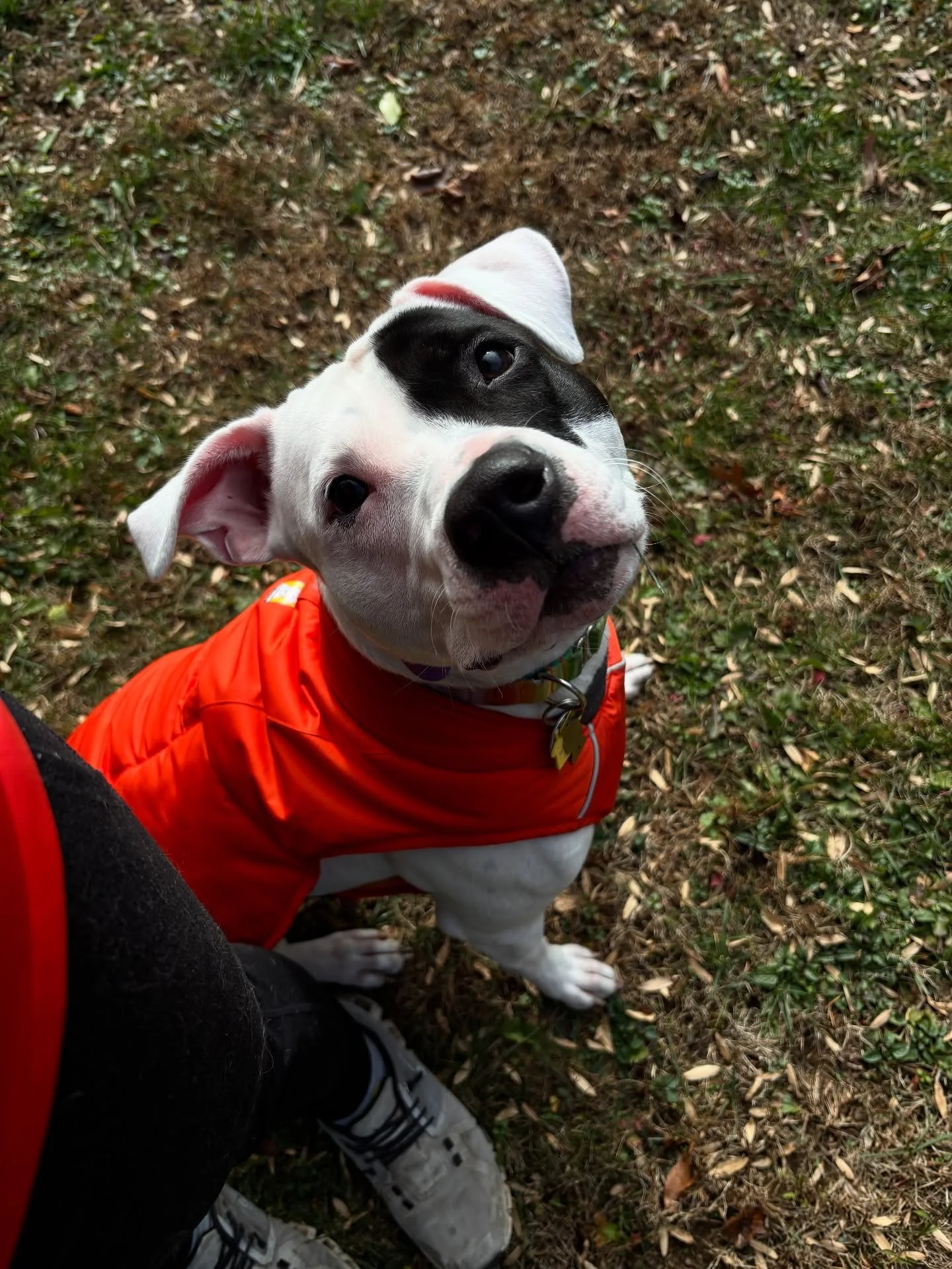 Almost 5 months in and she&rsquo;s looking pretty good. We&rsquo;ve spent lots of time in the yard on a long line, playing fetch, learning drop, she&rsquo;s been connecting the dots well. And this is the reward-more freedom.
~~~~~~~~~~~~~~~~~~~~~~~~~