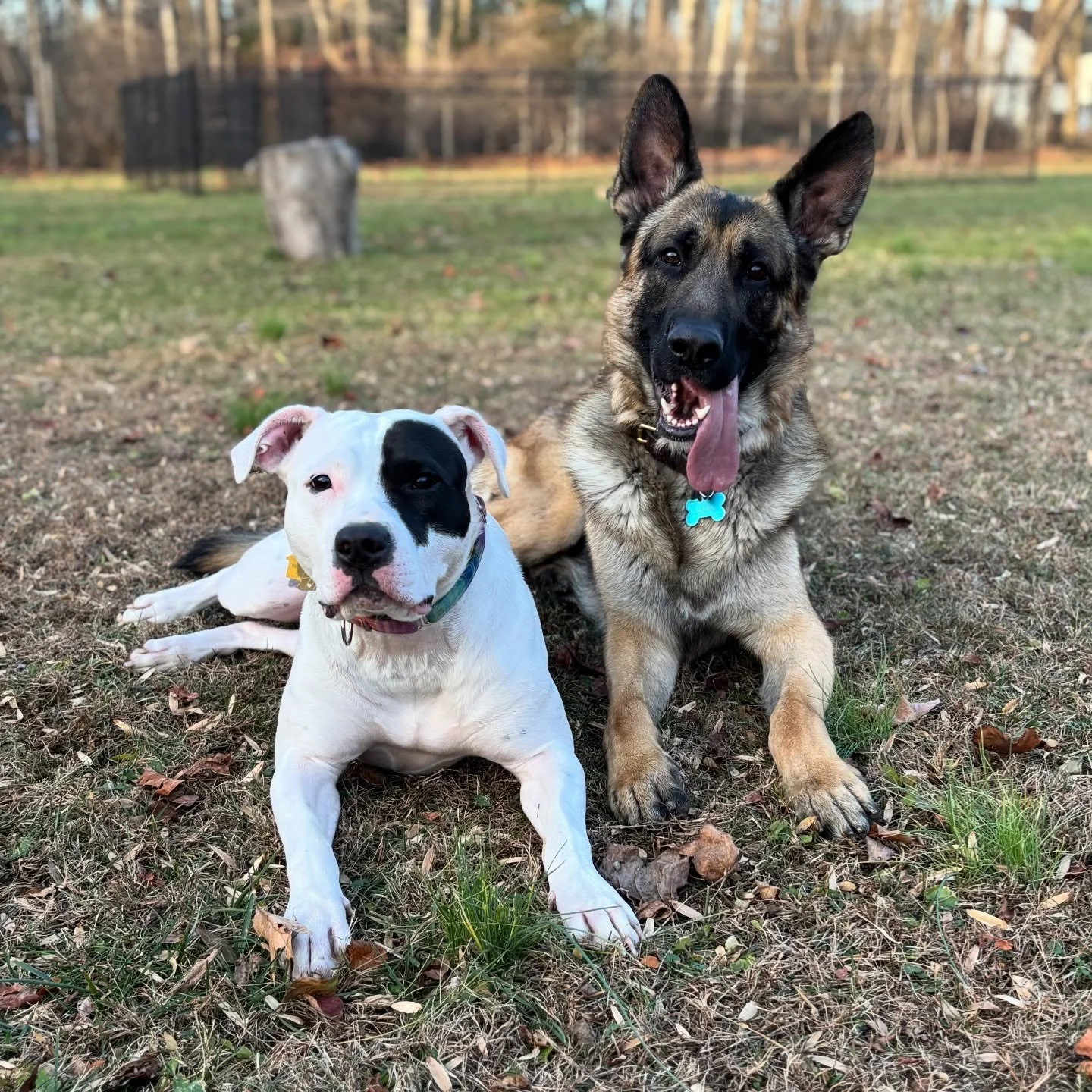 Happy + Lucas 
~~~~~~~~~~~~~~~~~~~~~~~~~~~~~~~~~~~~~~~~
#njcc #dogtrainer #balanceddogtrainer #obediencetraining #behaviormodification #pitmix #gsd #helperdog #neutraldog #relationshipbuilding #socialization #daytraining #morriscounty #northwestnj