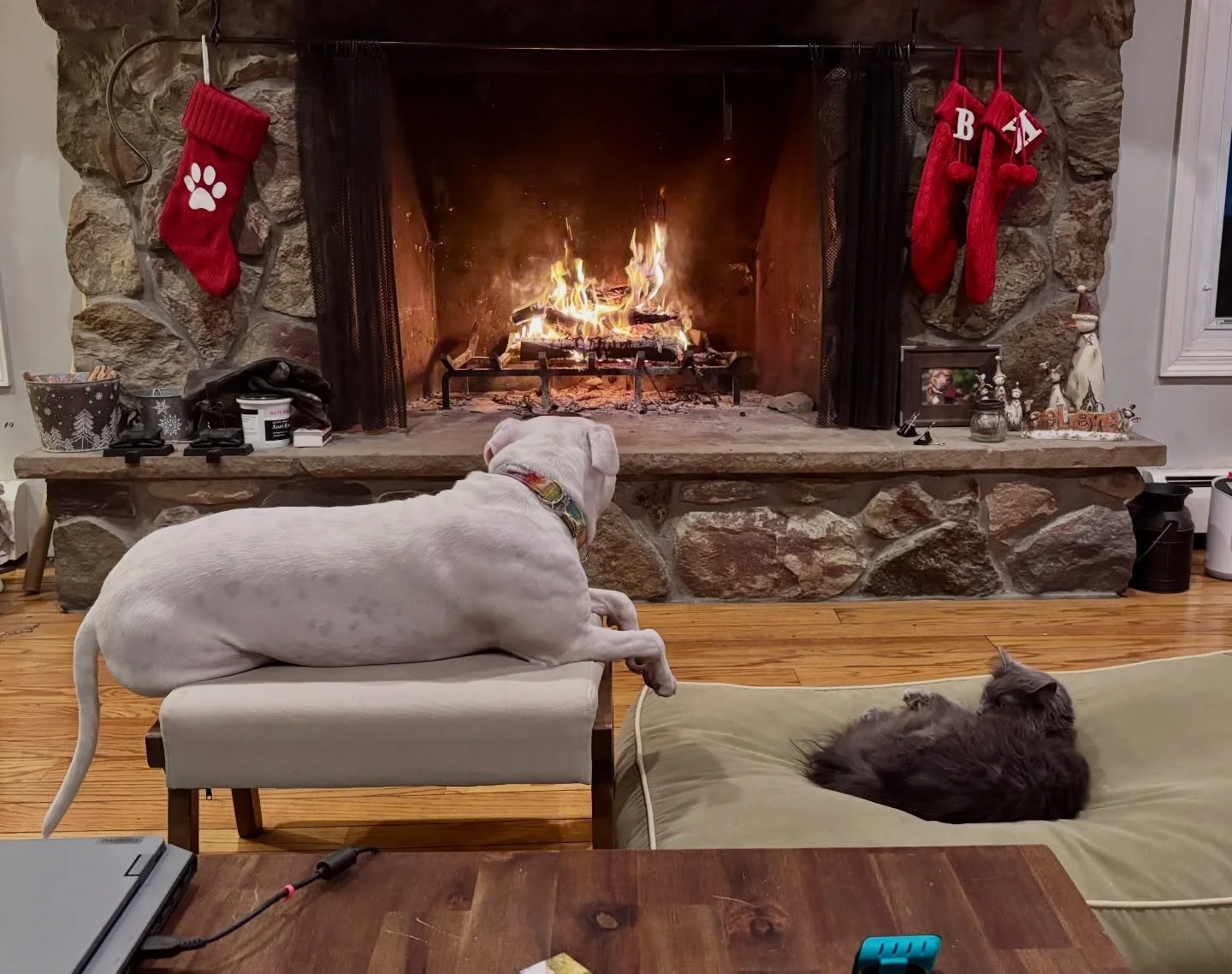 Meanwhile on the home front&hellip;.. 
~~~~~~~~~~~~~~~~~~~~~~~~~~~~~~~~~~~~~~~~
#catsanddogs #pittiesandkitties #balanceddogtraining #njdogtrainer #bekindtoanimals