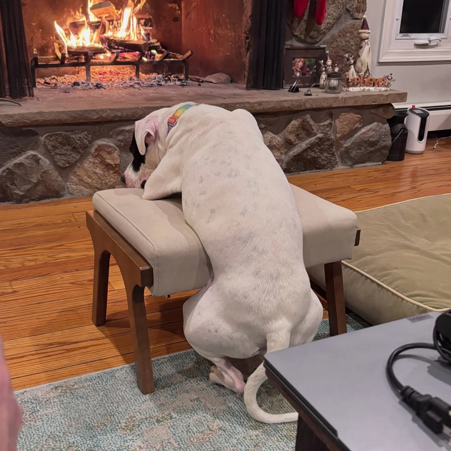 One might think I taught her how to pray ☺️
~~~~~~~~~~~~~~~~~~~~~~~~~~~~~~~~~~~~~~~
#balanceddogtraining #njdogtrainer #pitmix #listenwatchdiagnosetrain #happythepittie