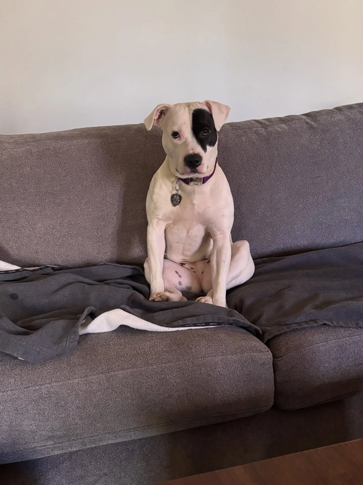 The look I get when I take a dog out without her🤣
The struggle is real :)
~~~~~~~~~~~~~~~~~~~~~~~~~~~~~~~~~~~~~~~~
#balanceddogtrainer #njdogtrainer #demodog #guilttrip #thoseeyestho