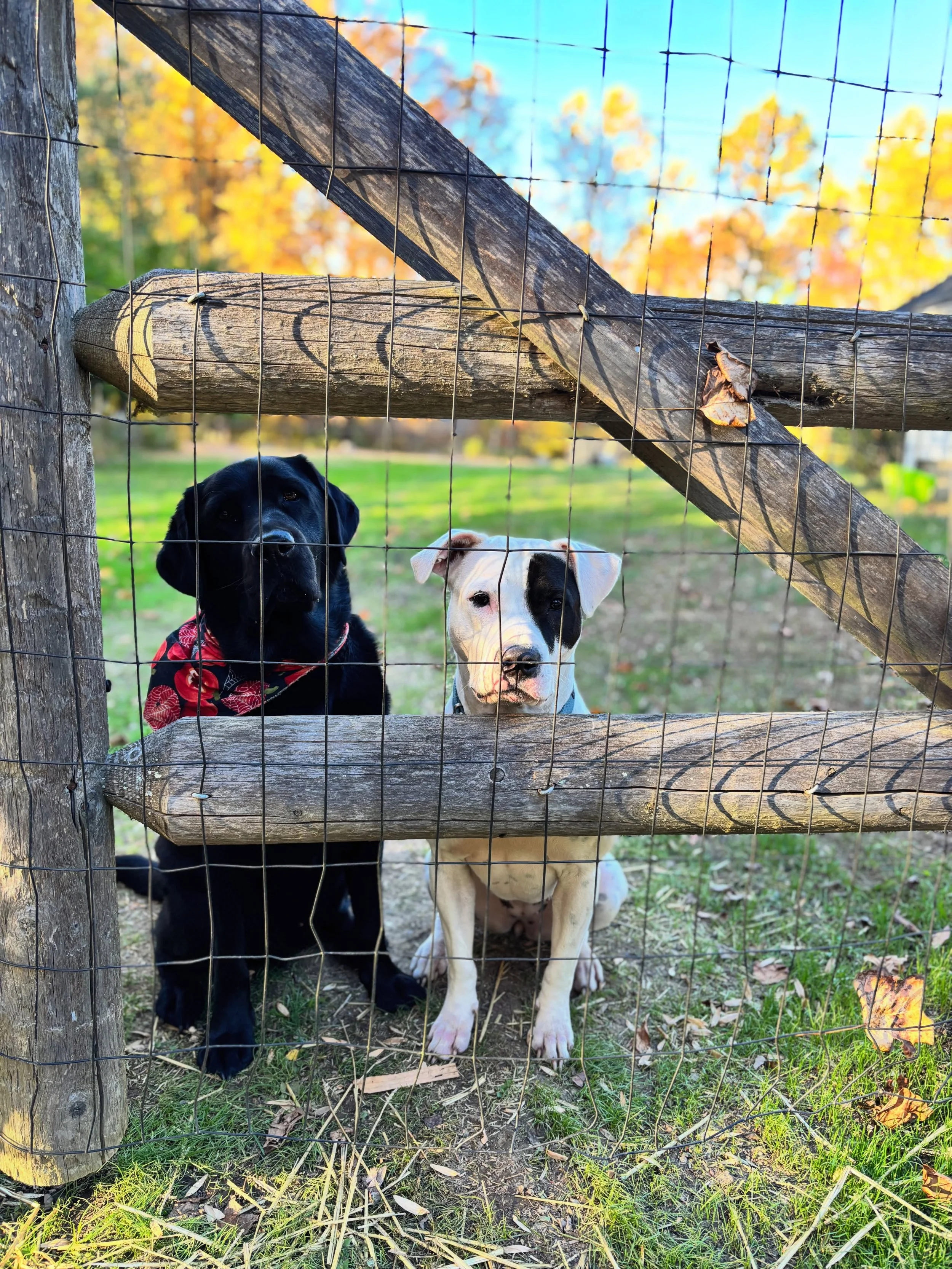 These faces 🥰🥹 Besties of the besties! 

#besties #labradoretriever #pittie