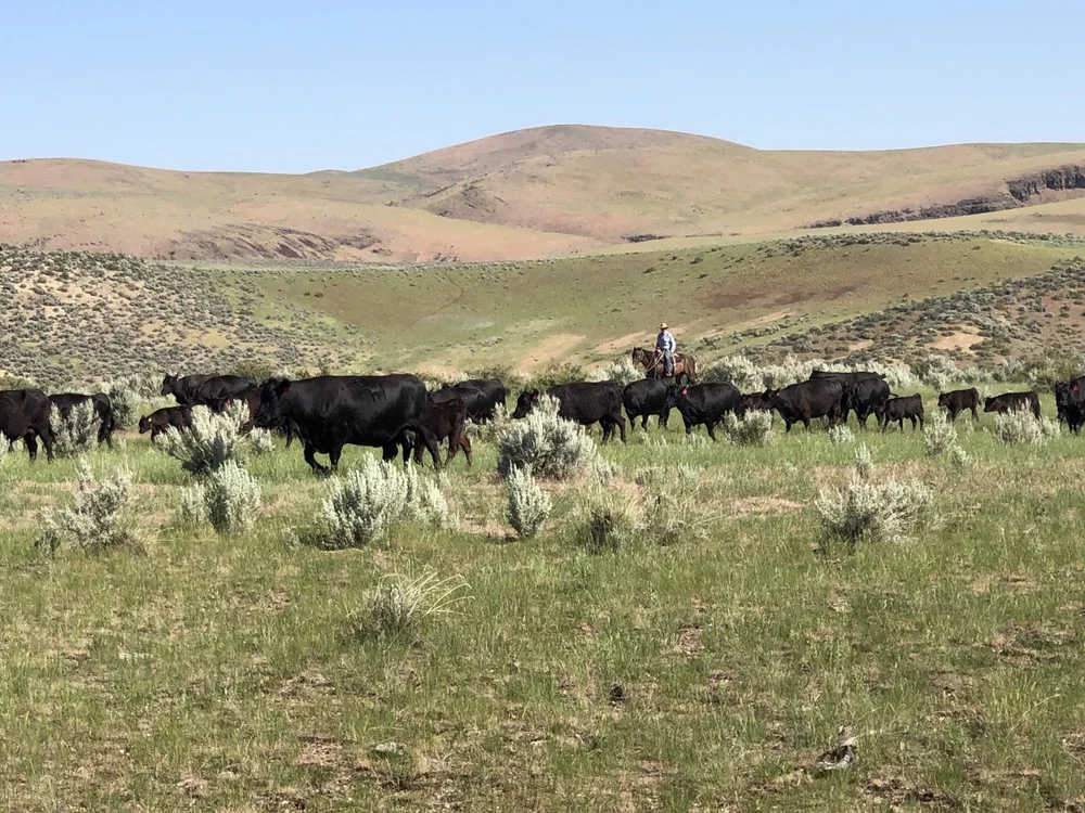 Clark Angus Ranch Burgess Angus Ranch