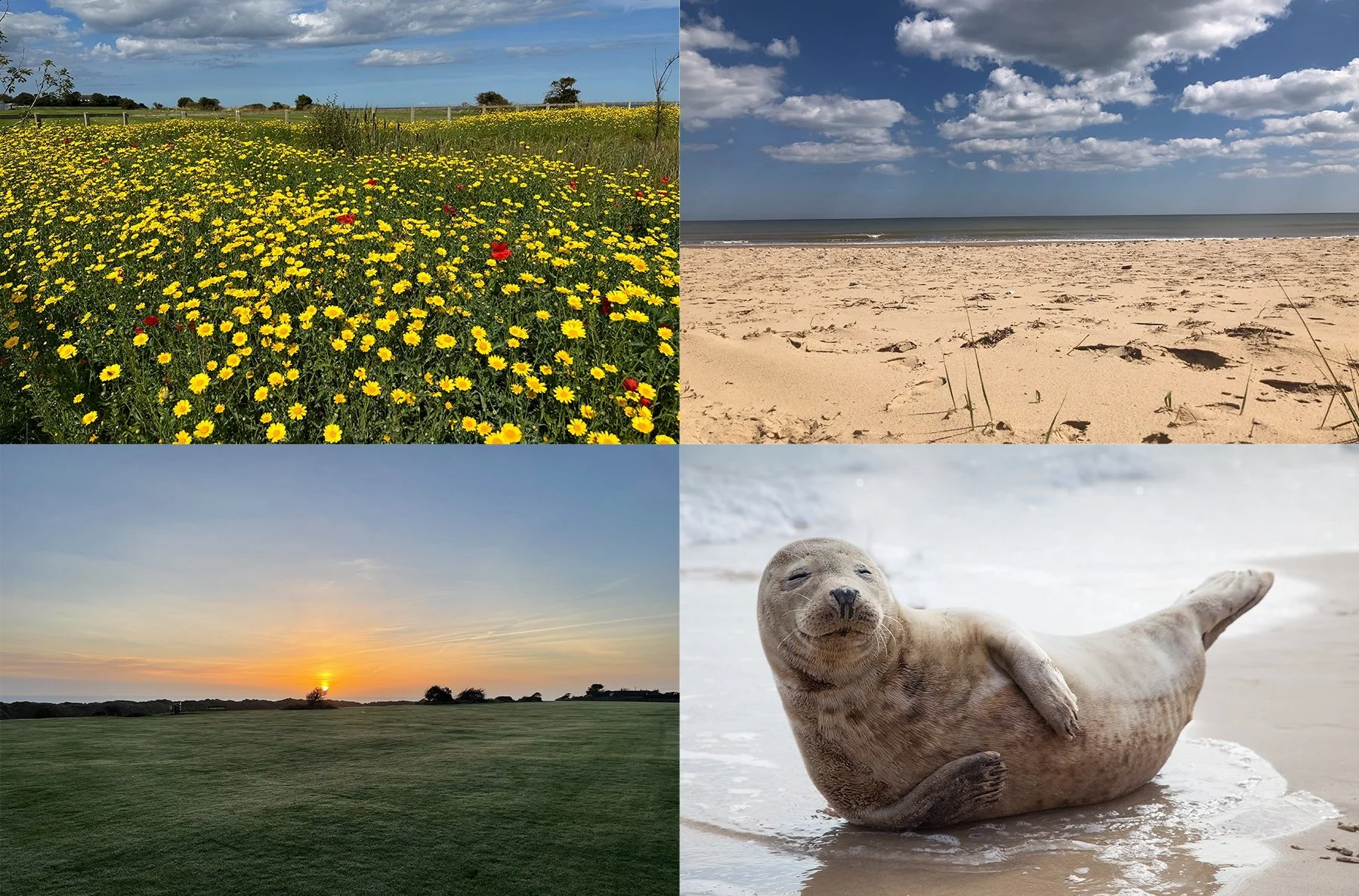 Collage of four images: a field of yellow flowers with a blue sky, a sandy beach, a grassy landscape at sunset, and a baby seal lying on the shore.