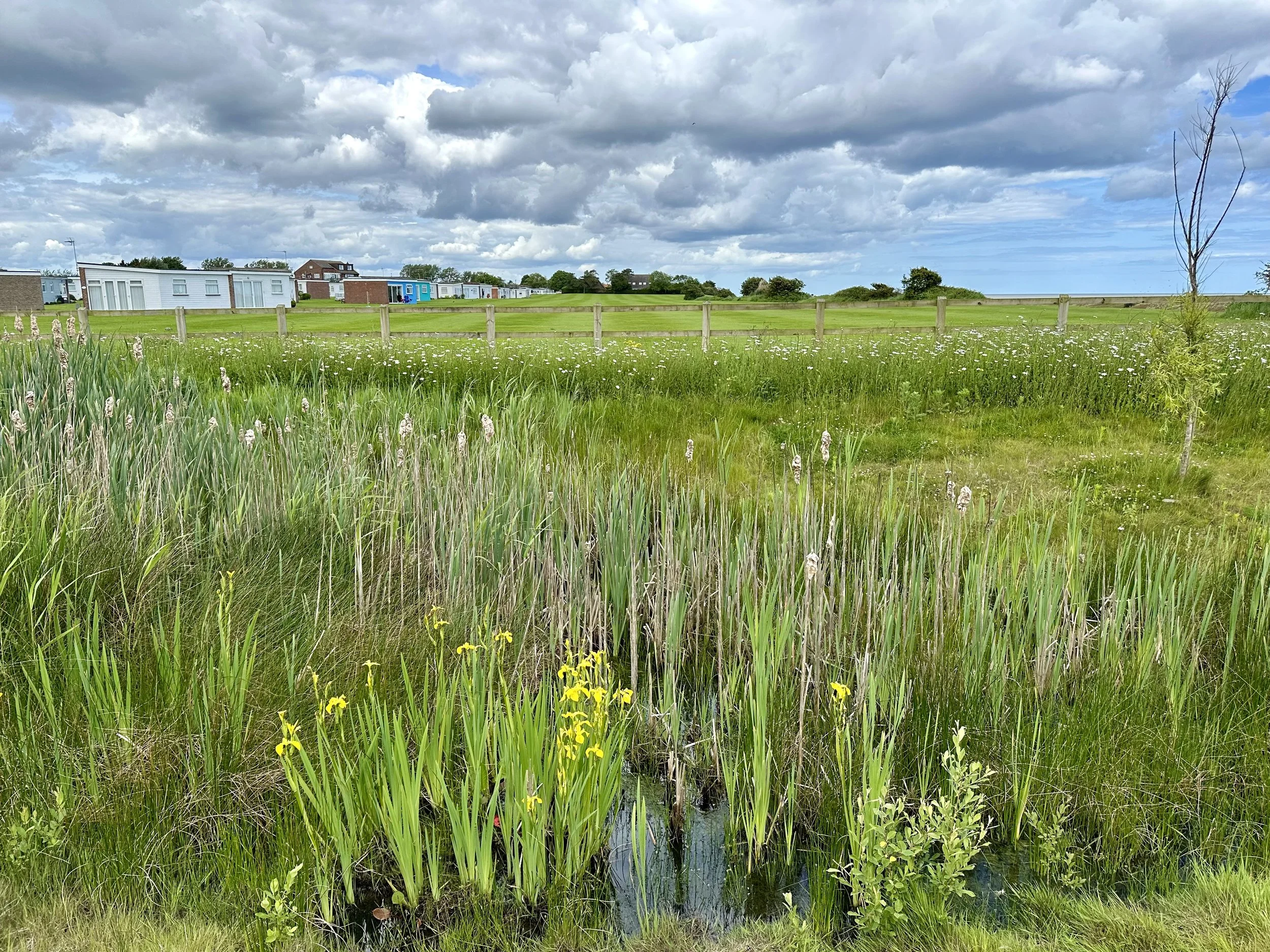 Wildlife Pond with cattails and yellow flowers in the foreground, a green field with white flowers and a fence in the middle ground, and chalets with a cloudy sky in the background.