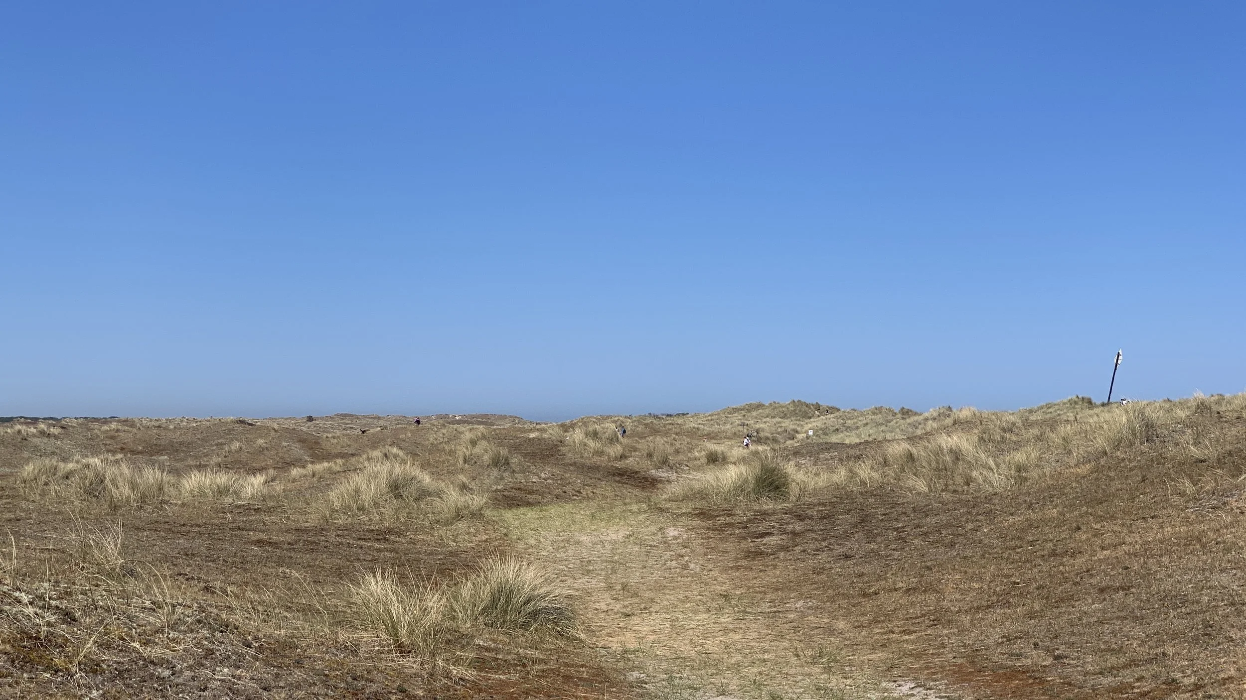 Dune landscape with sandy path and sparse grass under a clear blue sky.