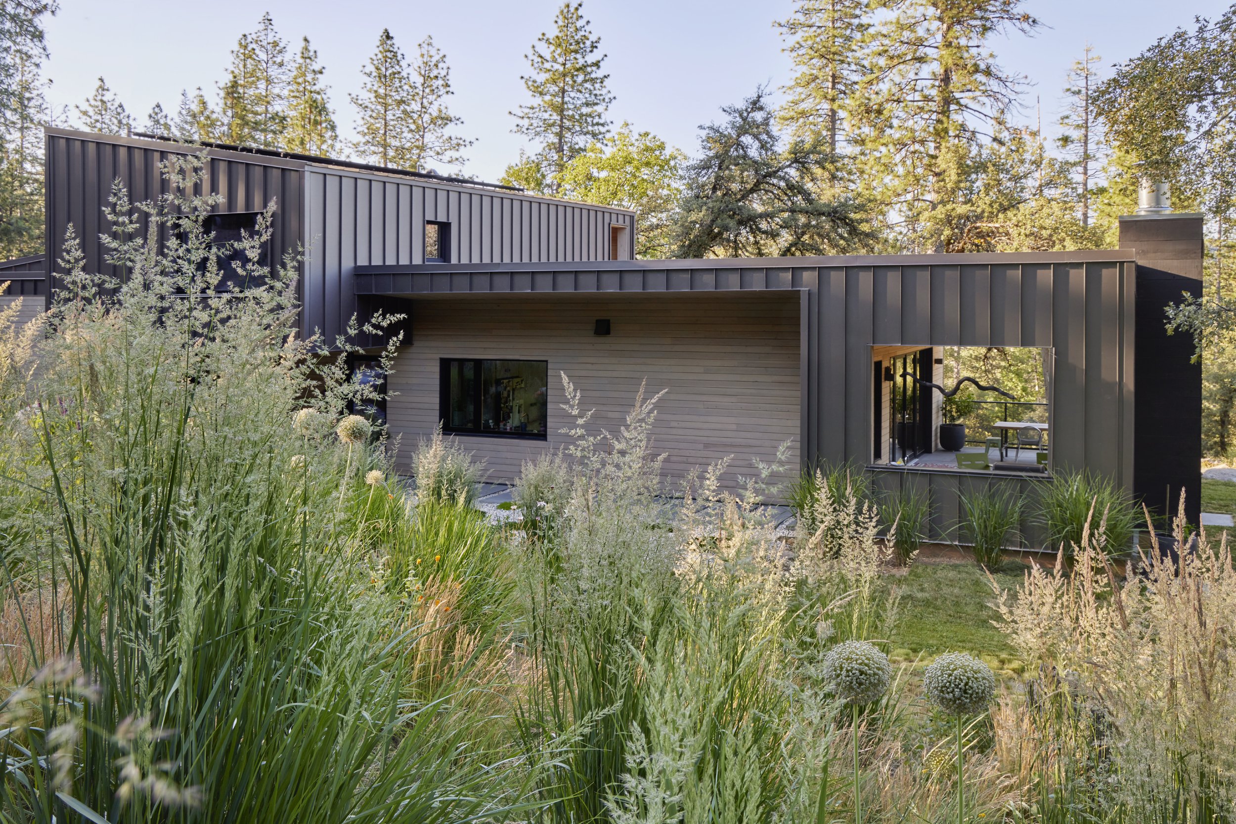 Modern house with dark metal siding surrounded by tall grasses and pine trees