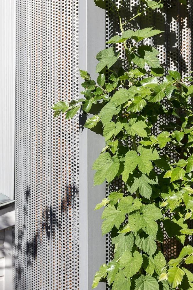 Green plant climbing on a perforated metal structure