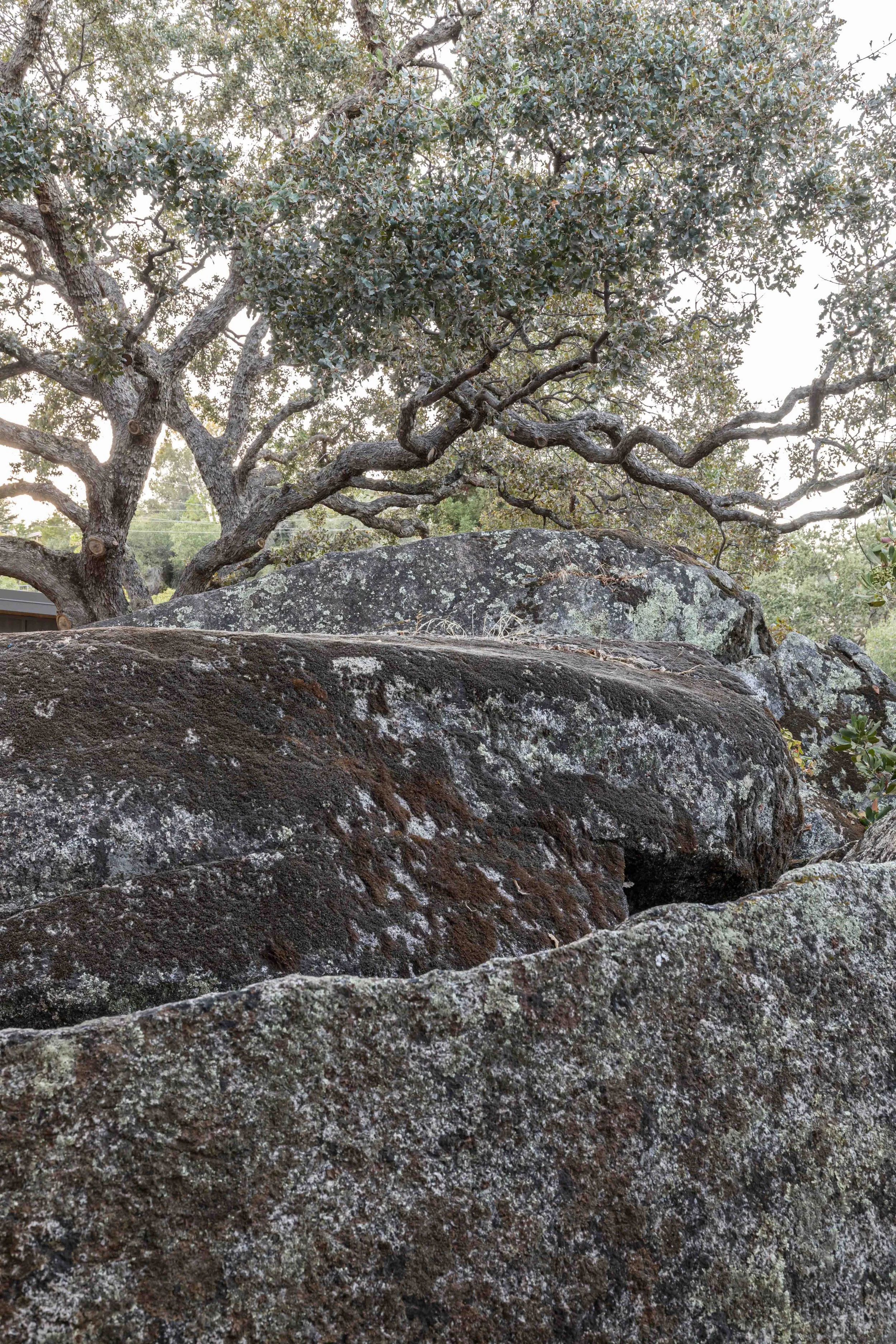 Large rocks covered with moss and lichen beneath the branches of a sprawling tree.