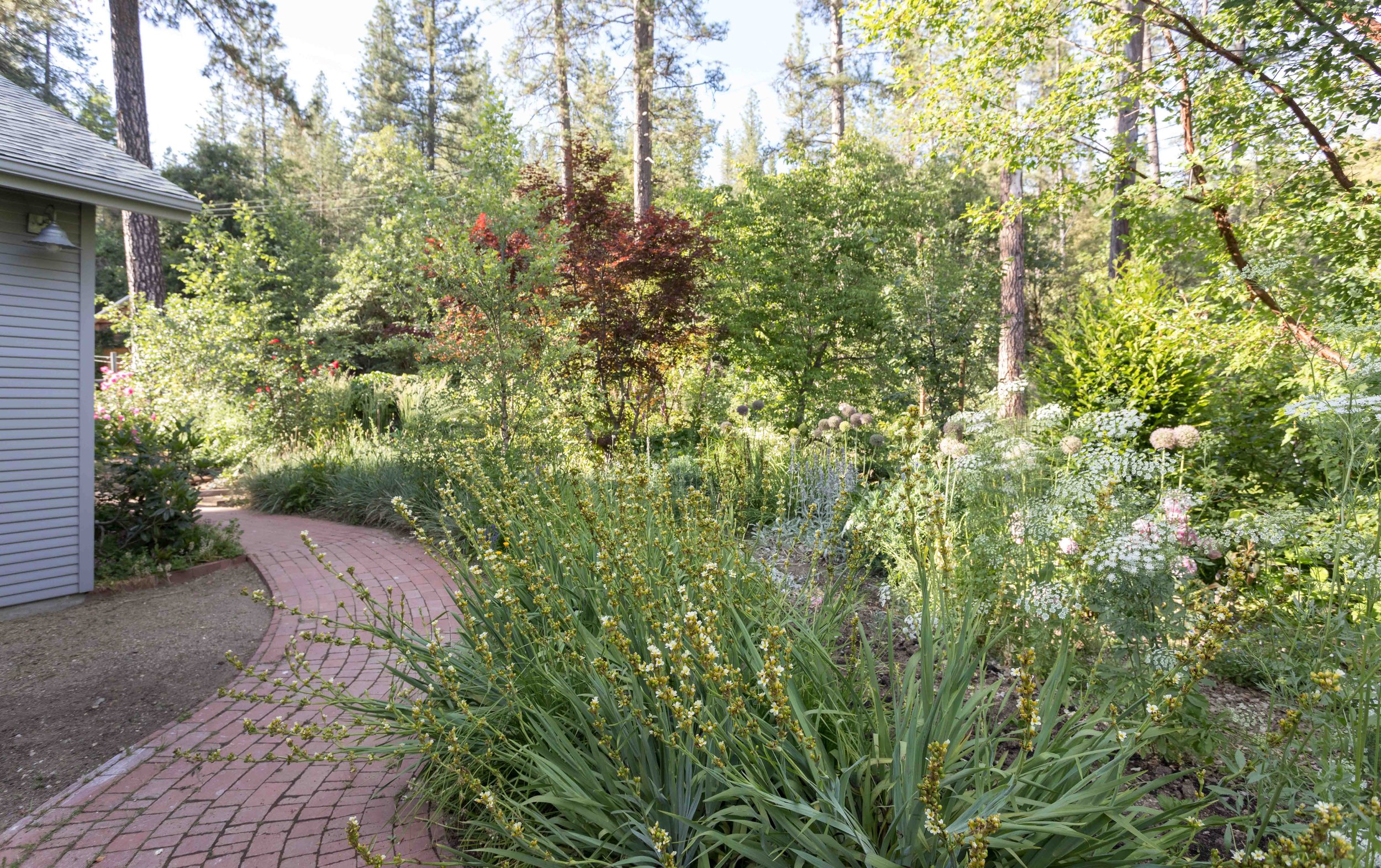 Lush garden with brick pathway, surrounded by tall trees and various green plants and flowers.
